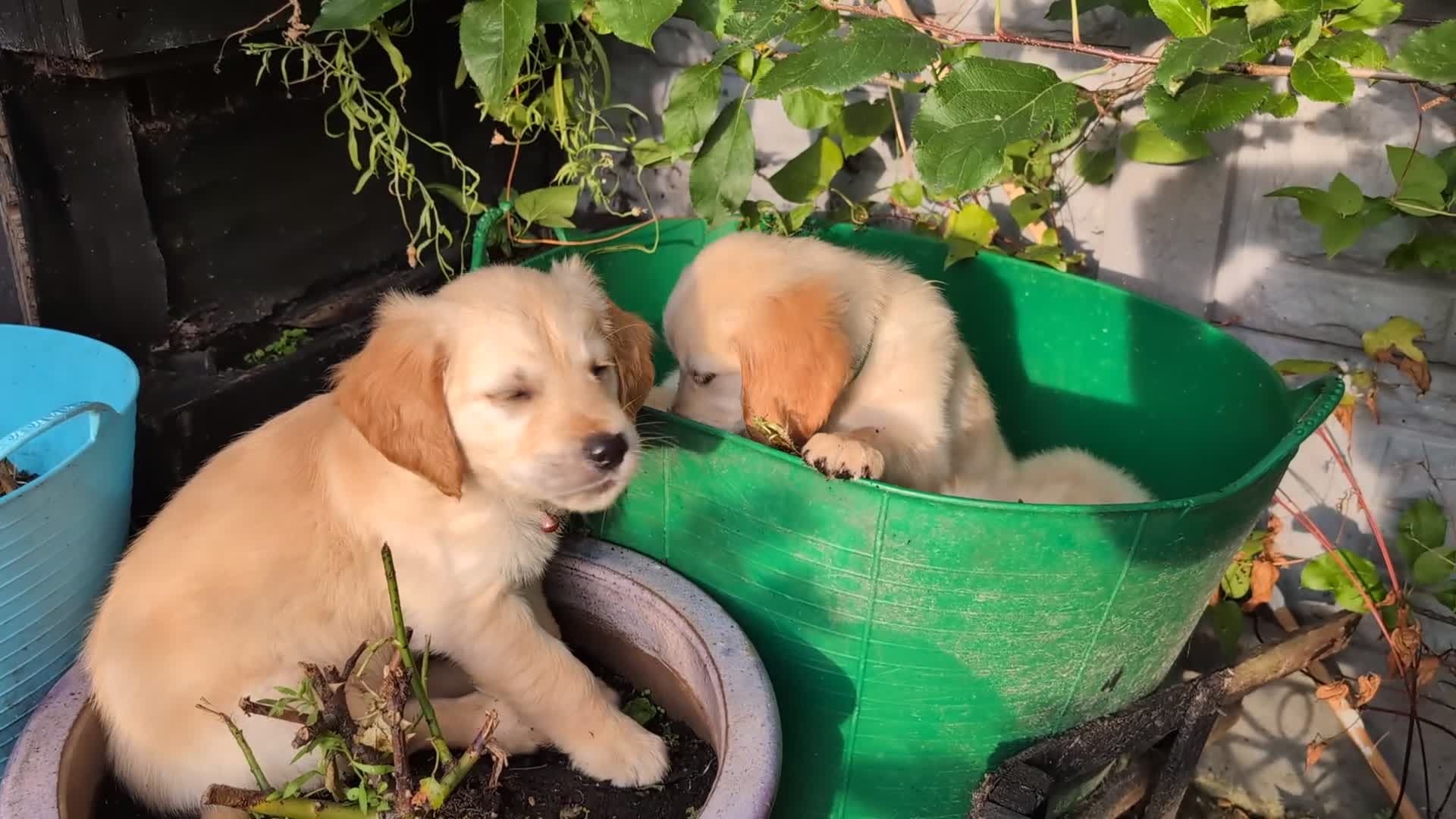 Golden Retriever dogs for sale: Kennel Club Reg Golden Retriever Puppies - Video 2