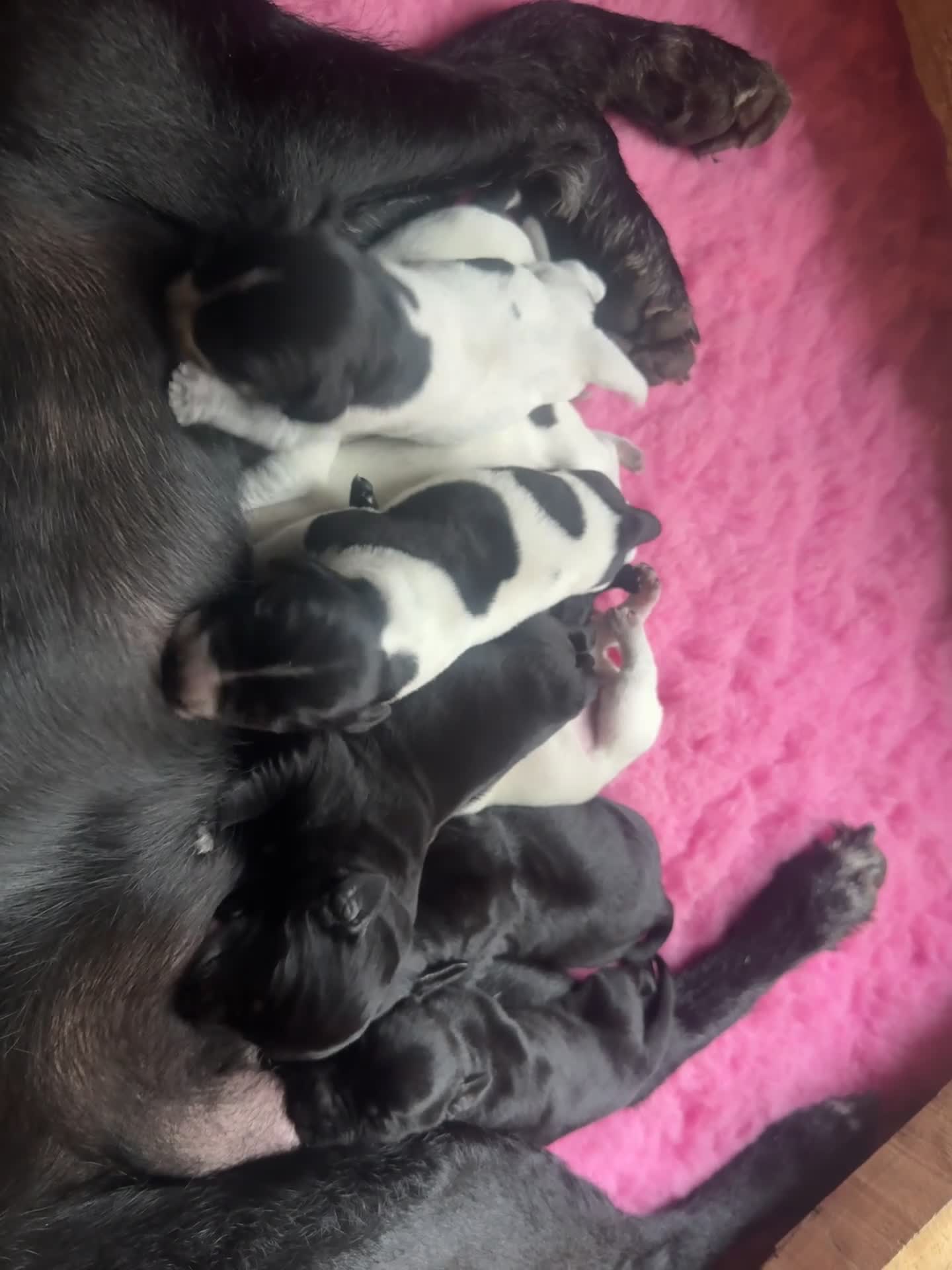 Mixed Breed dogs for sale: Beautiful litter of working GWPxLab puppies - Video 1