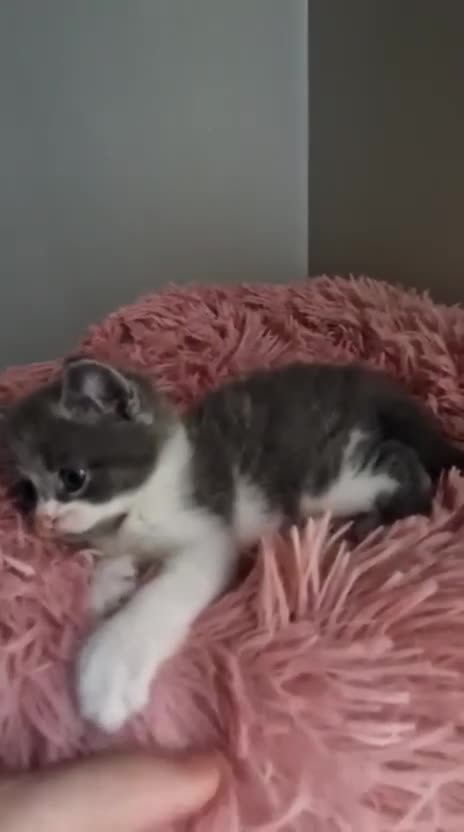 British Shorthair cats for sale: Beautiful blue little girl  - Video 1