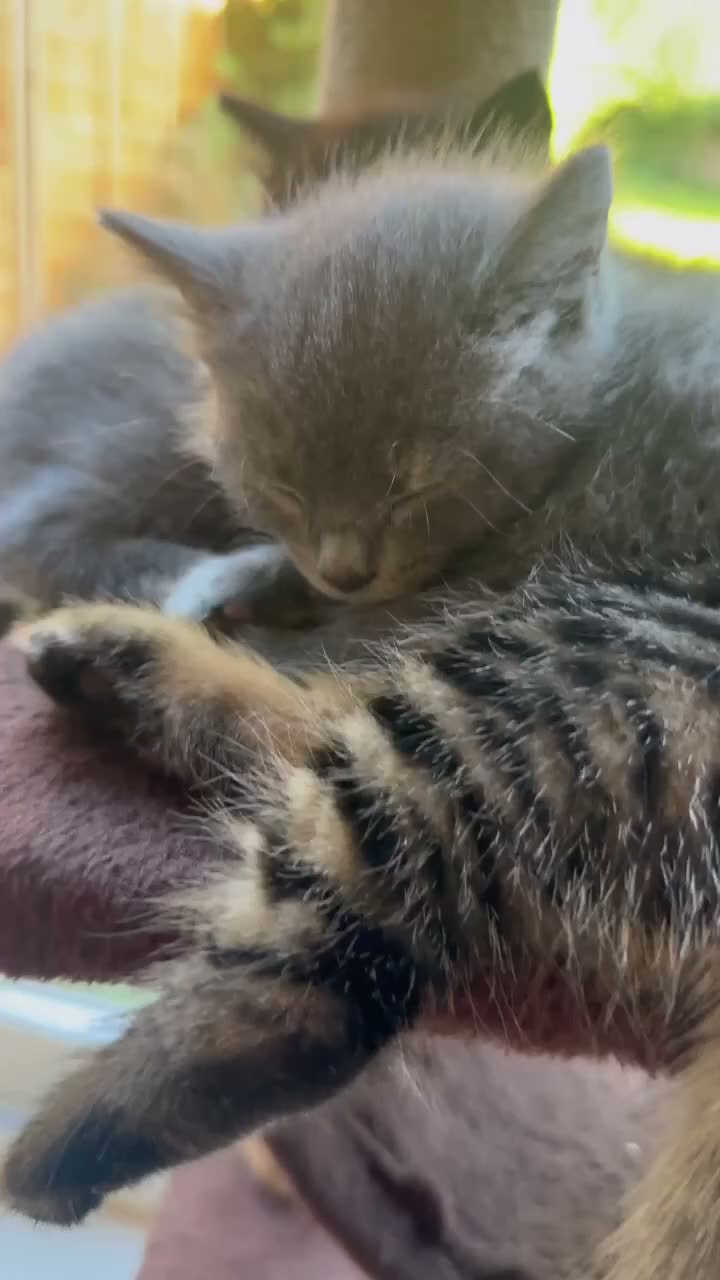 British Shorthair cats for sale: Two female and two male kittens  - Video 1