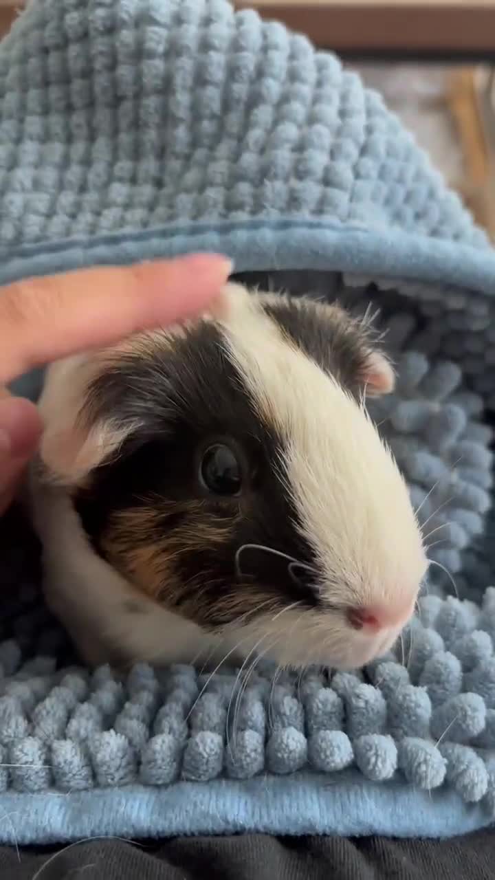 Guinea Pig rodents for sale: (Reserved) 2 Female Guinea Pigs for sale - Video 1