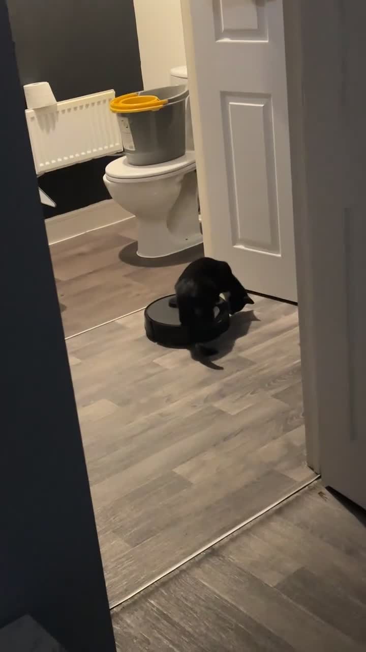 Mixed Breed cats for sale: 2 cats for their forever home - Video 1