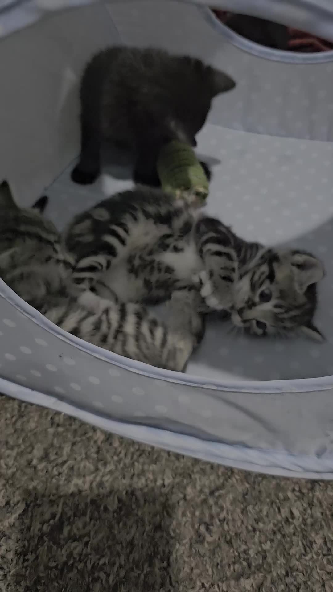 Bengal cats for sale: Bengala - Video 3