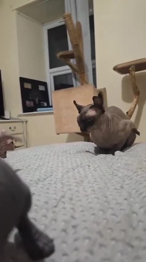 Sphynx cats for sale: Elf sphynx - Video 5
