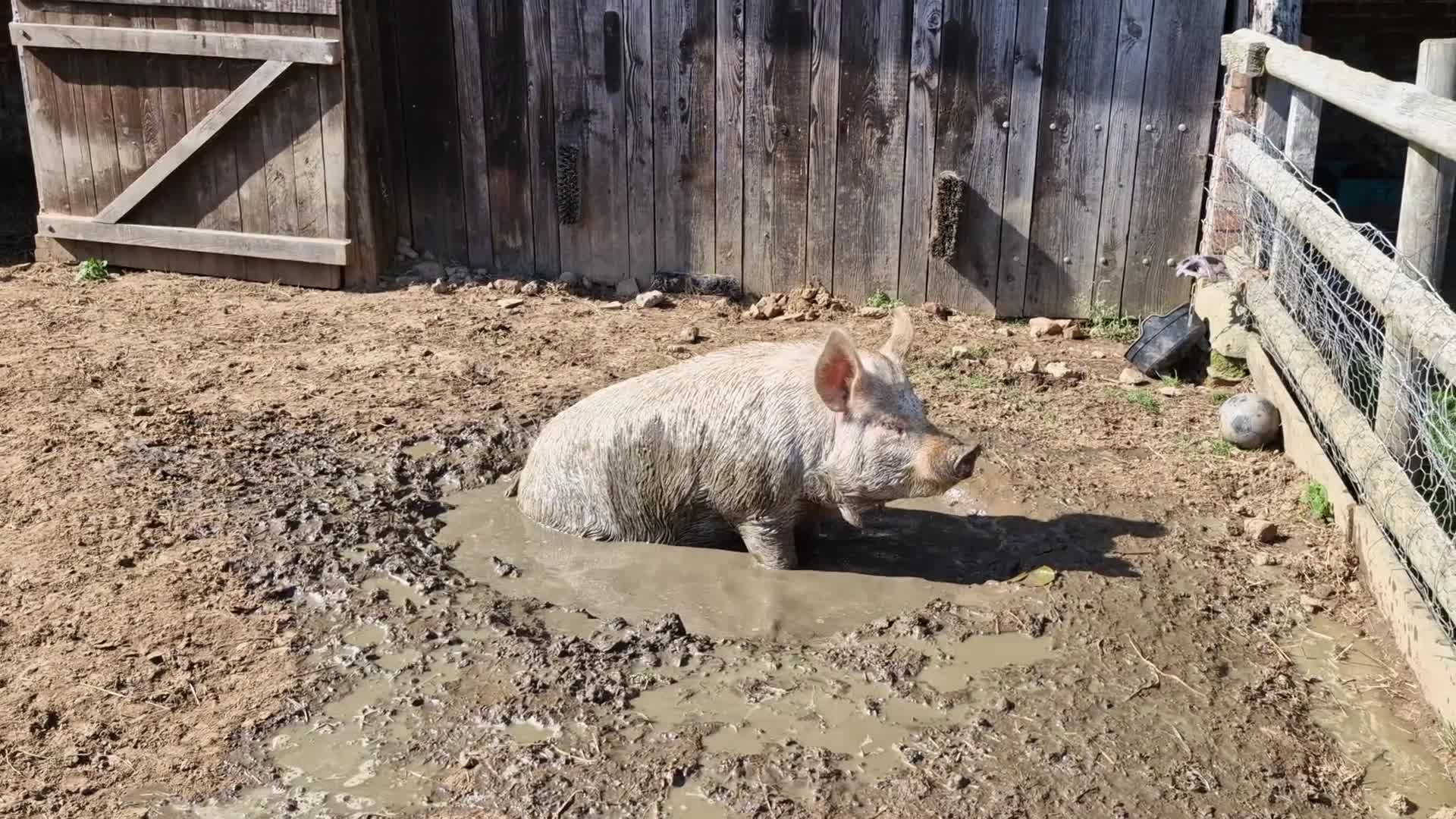 Pig livestock for sale: Two Male KuneKune Pigs - Video 1