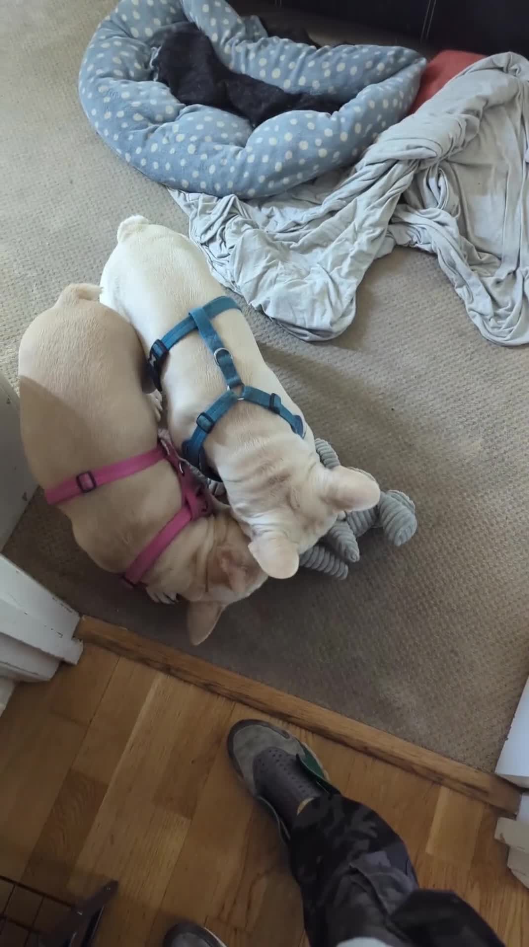 French Bulldog dogs for sale: Platinum Frenchies need love - Video 2