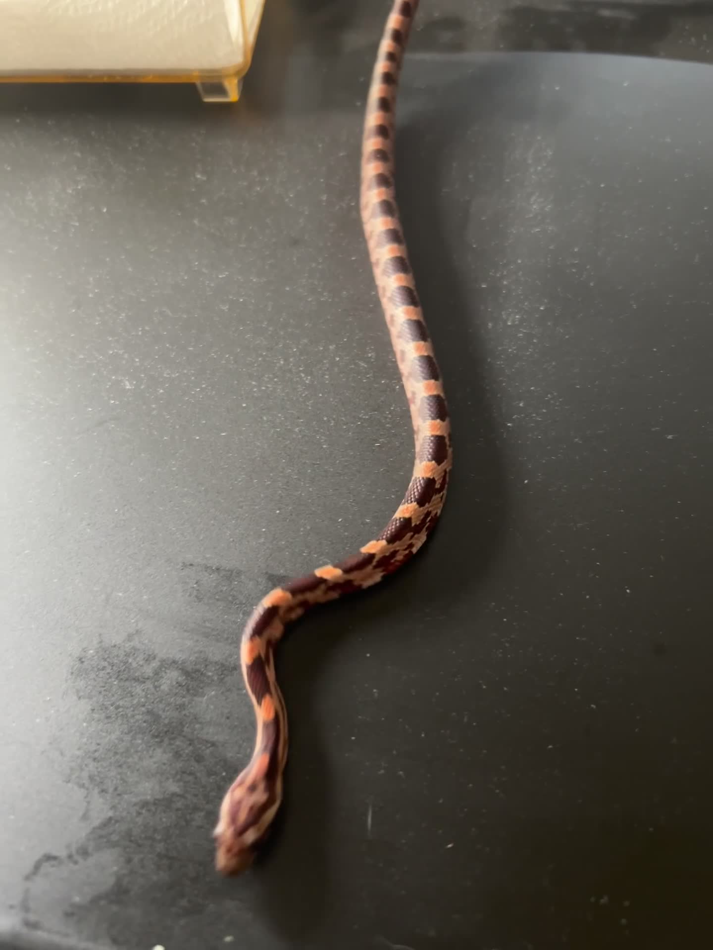 Corn Snake reptiles for sale: Tessera het lavender cornsnakes - Video 1