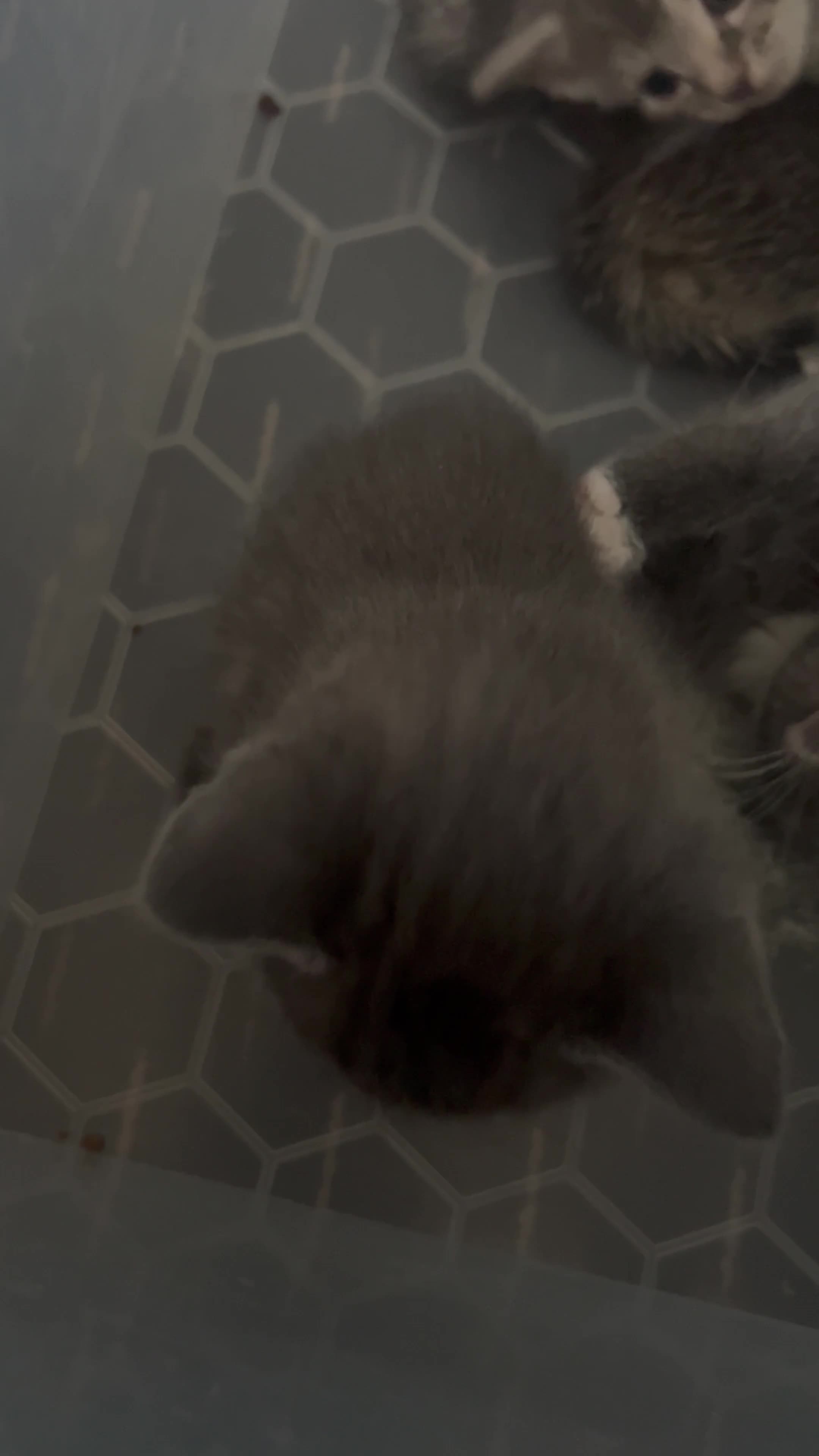 Mixed Breed cats for sale: Grey kitten for sale  in Watford - Video 1