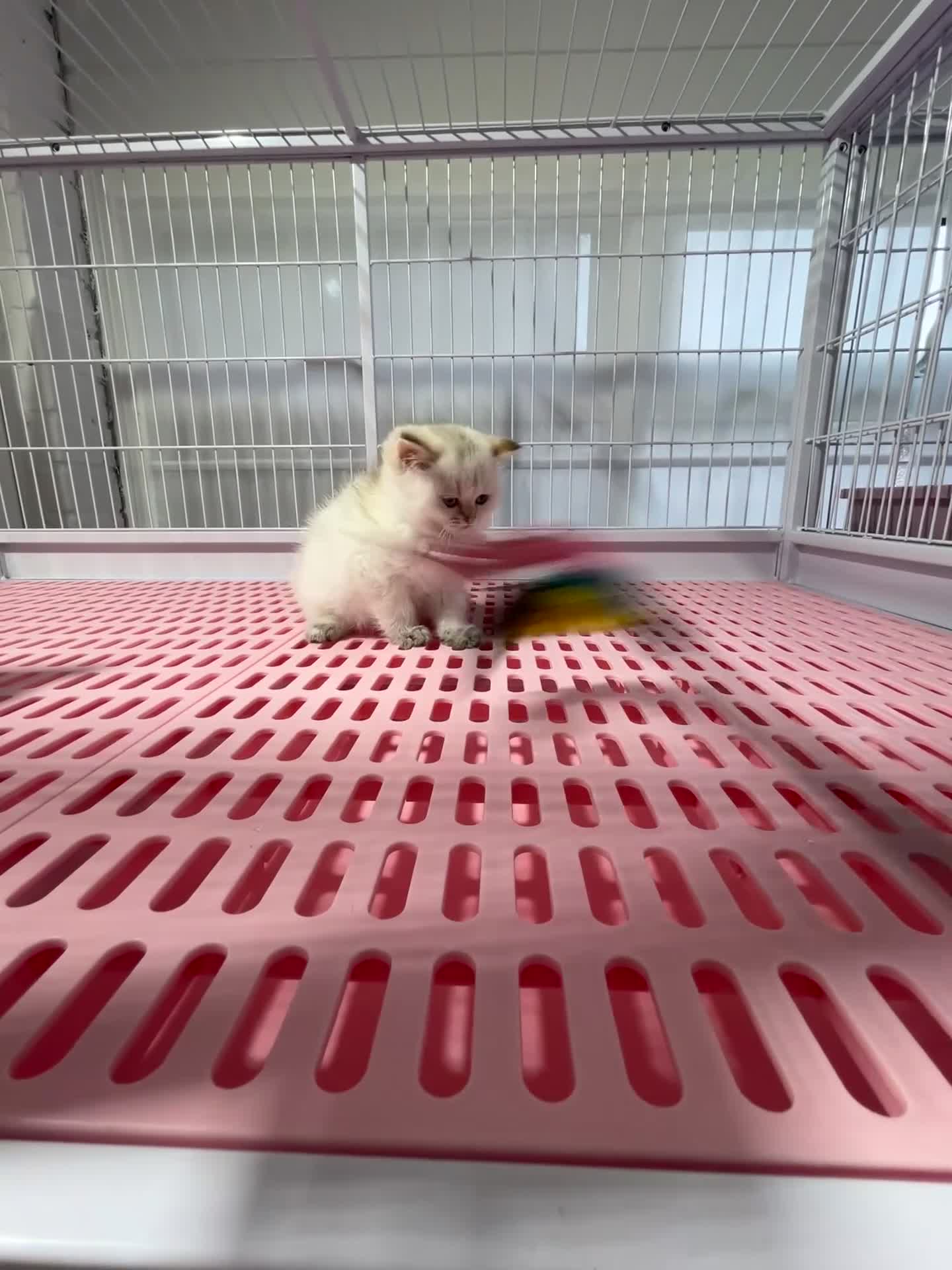 Napoleon cats for sale: Cute longhair long leg minuet - Video 4