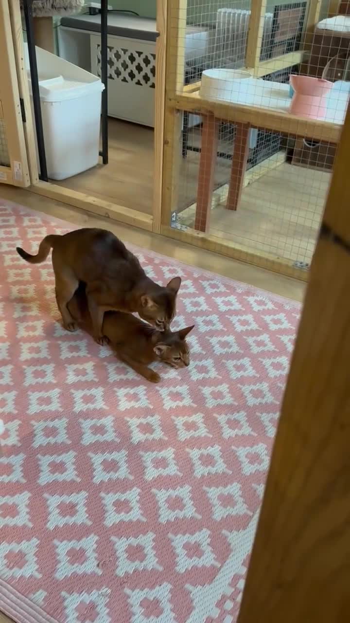 Abyssinian cats for stud: Champion line Aby boy for stud - Video 1