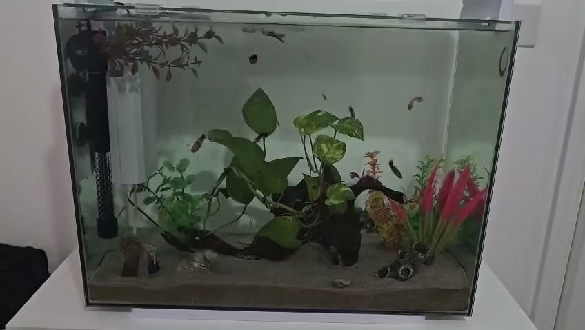 Live Bearers fish for sale: Tank setup with livebearers in Milton Keynes - Video 1