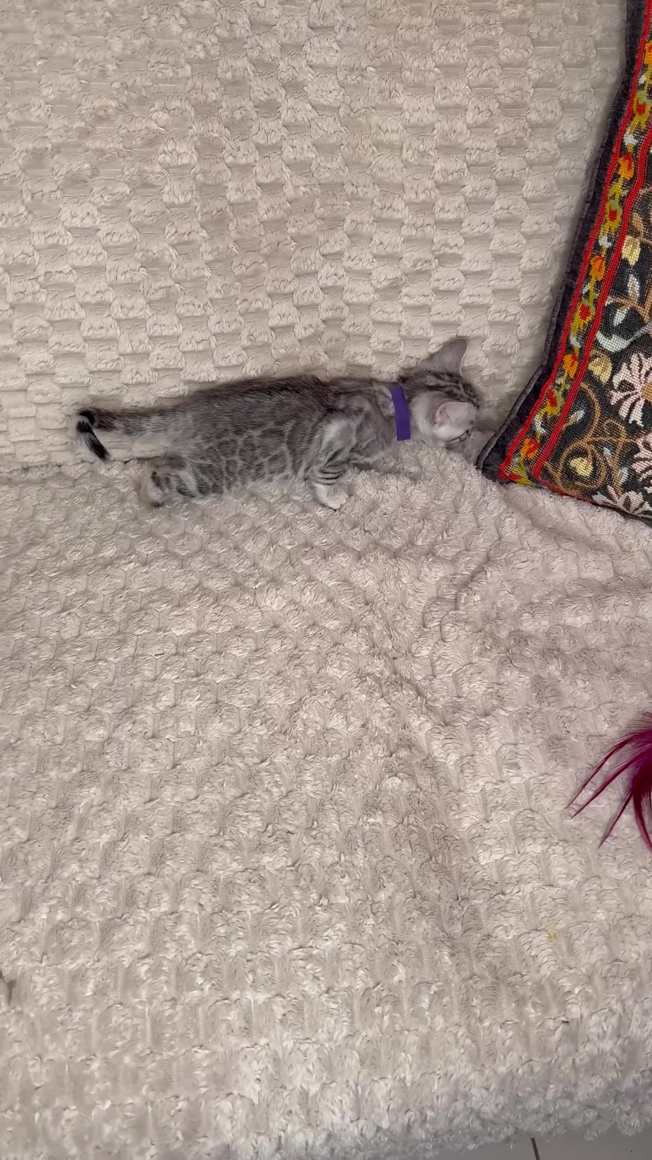 Bengal cats for sale: Pure Bengal kittens for sale  - Video 2