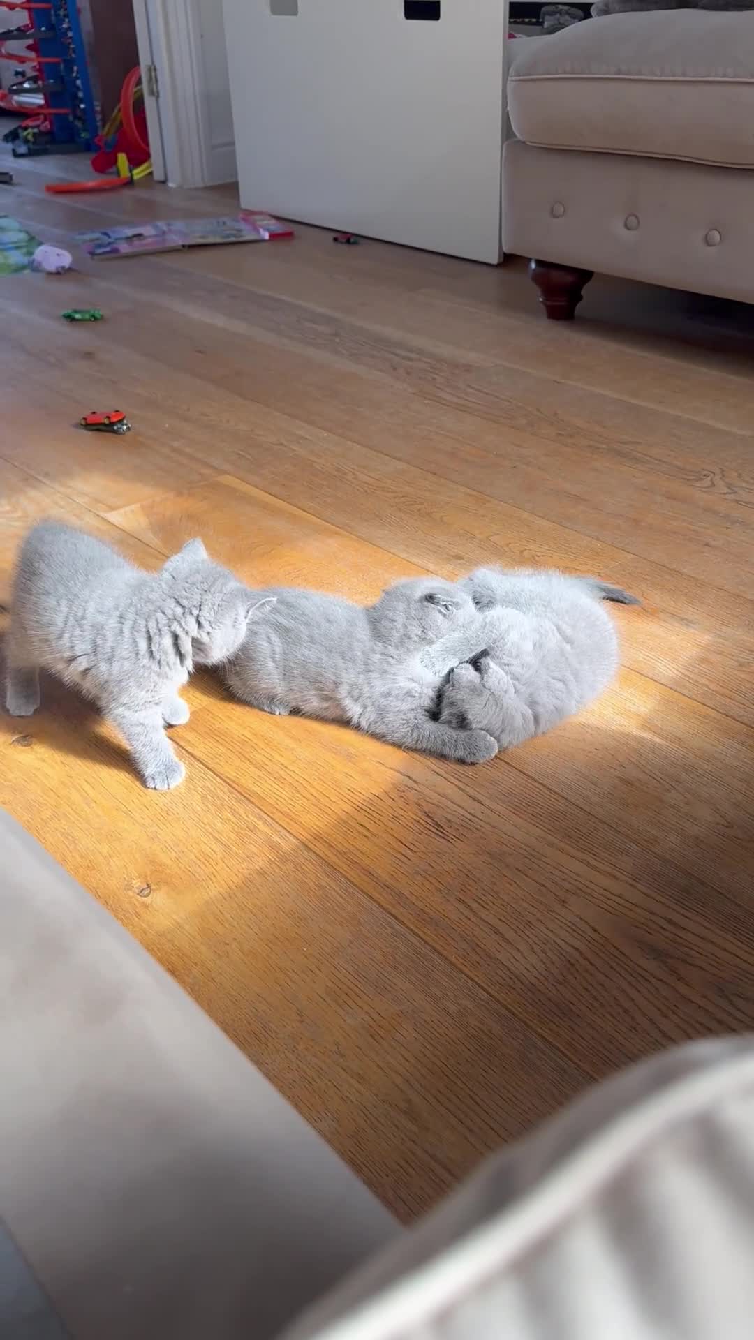 British Shorthair cats for sale: 🌟 Adorable British Shorthair Kittens – Ready! 🌟 - Video 2