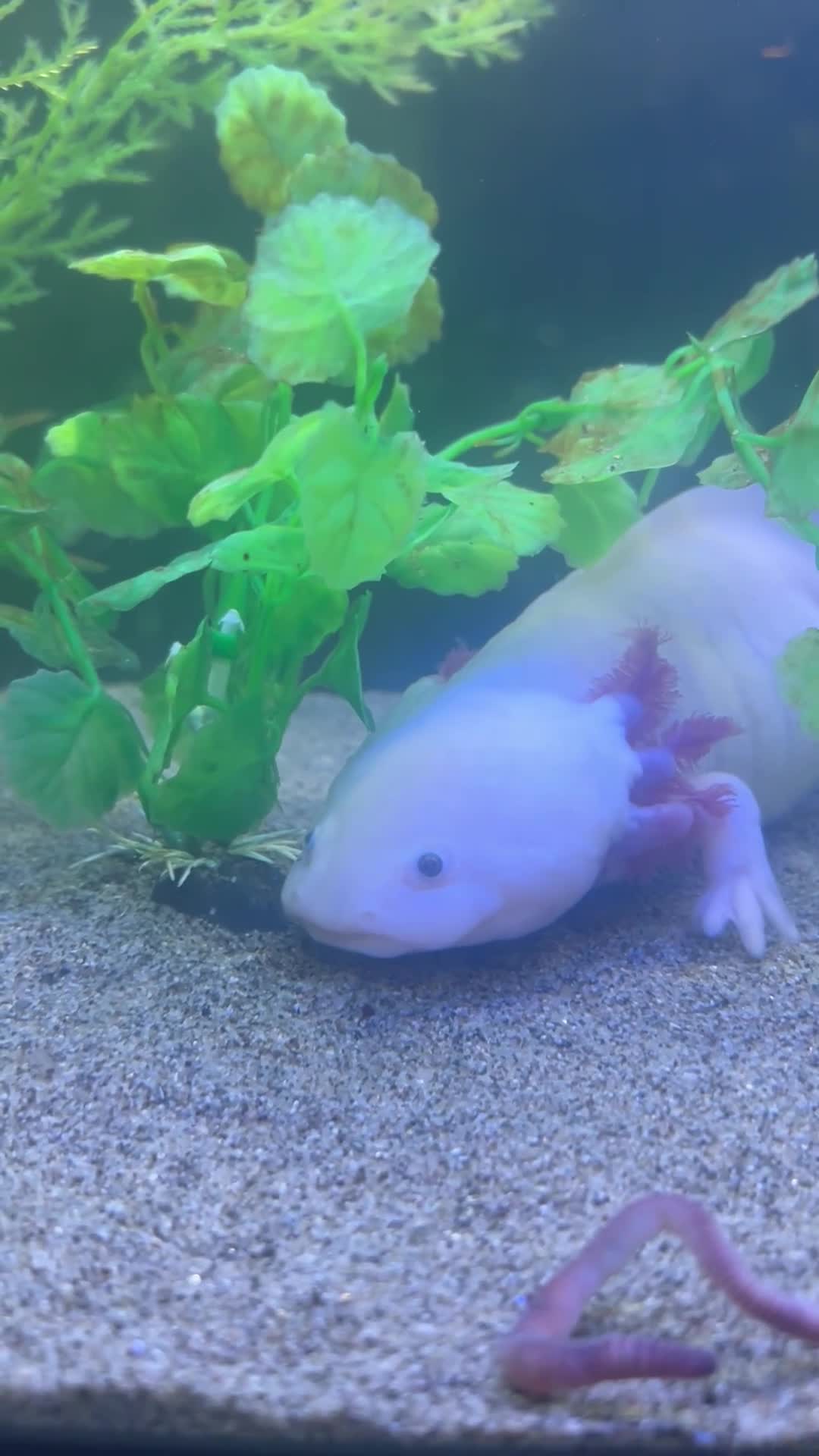 Axolotl reptiles for sale: Male pink Axolotl for sale .  - Video 1
