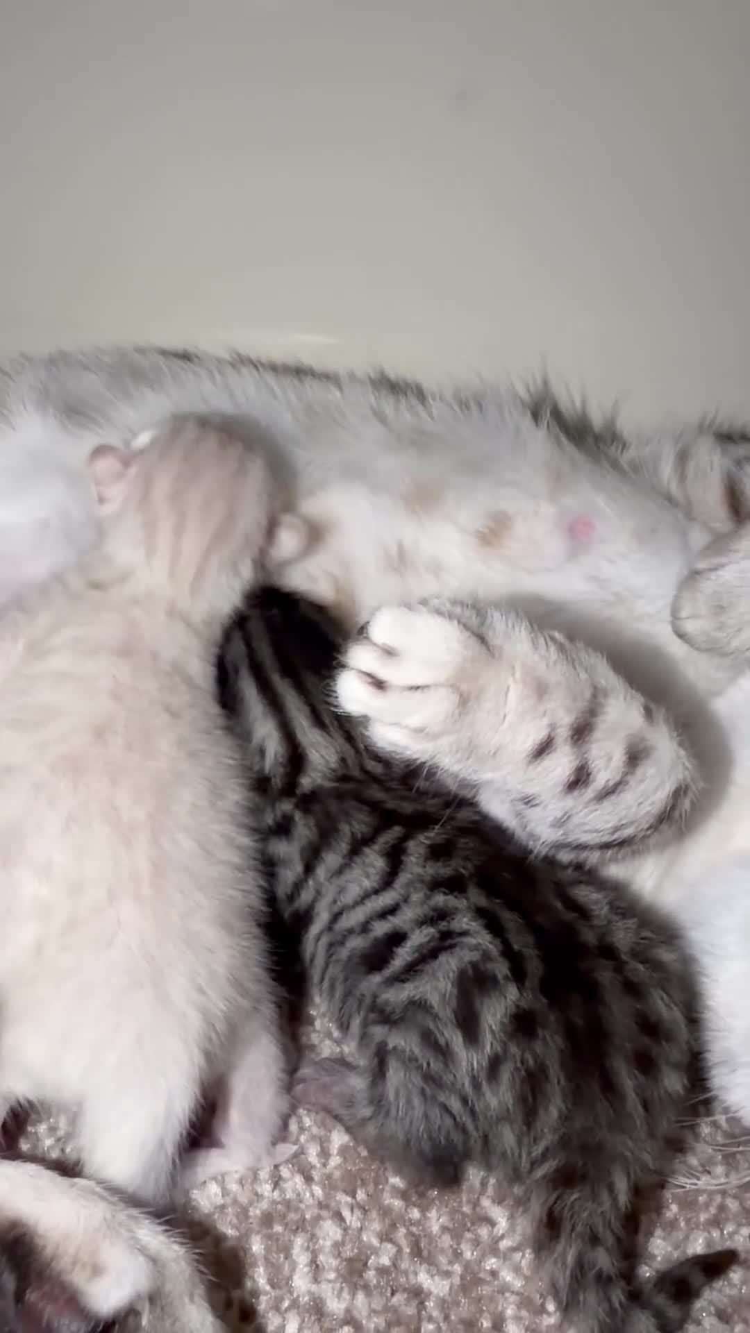 Bengal cats for sale: Bengal kittens  - Video 1