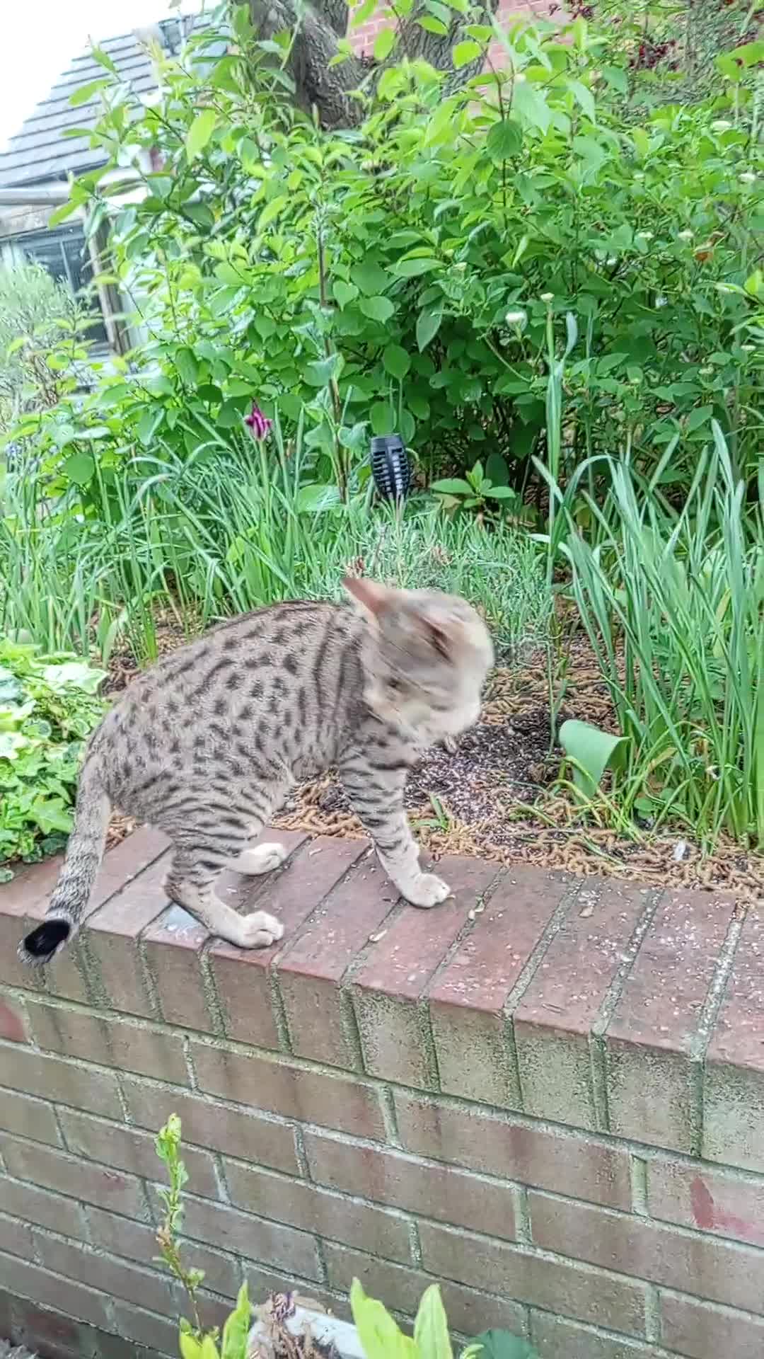 Savannah cats for sale: Pedigree F3 TICA Reg Savannah Lady in Darlington - Video 4