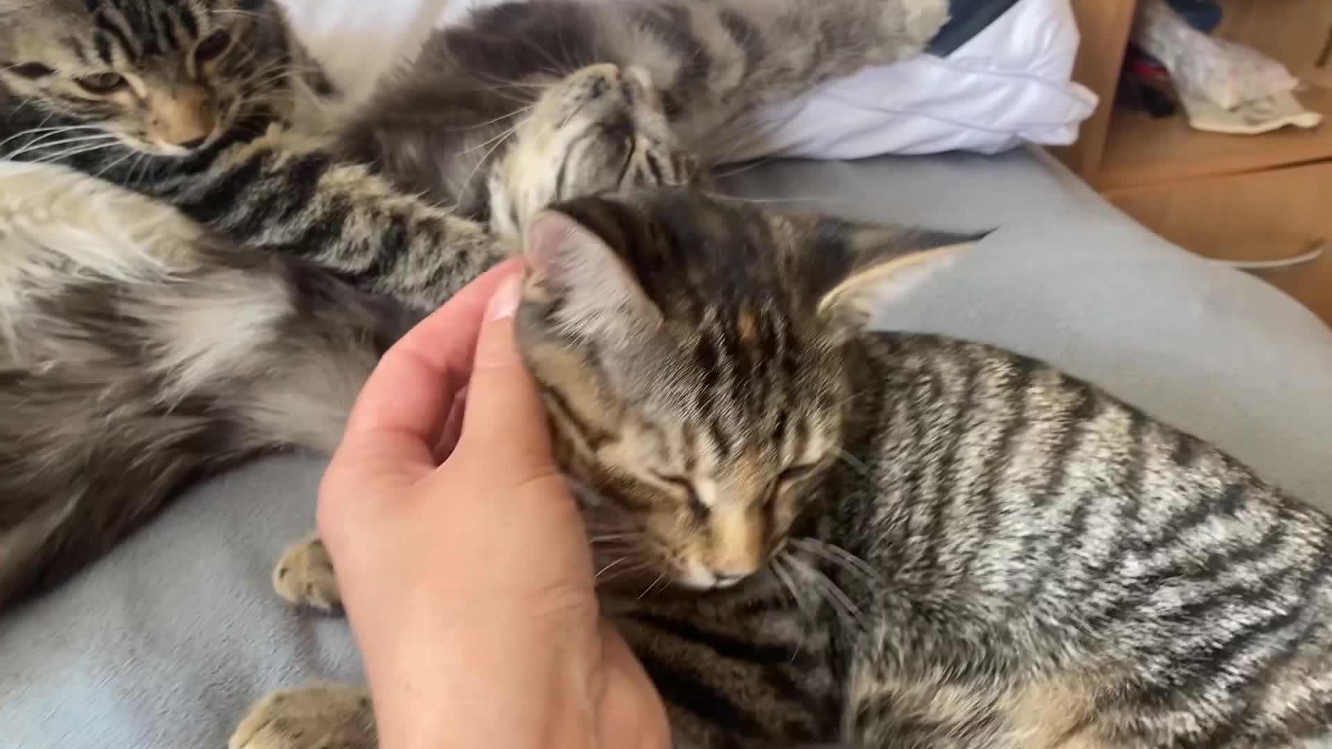 Mixed Breed cats for sale: Famale - Video 1