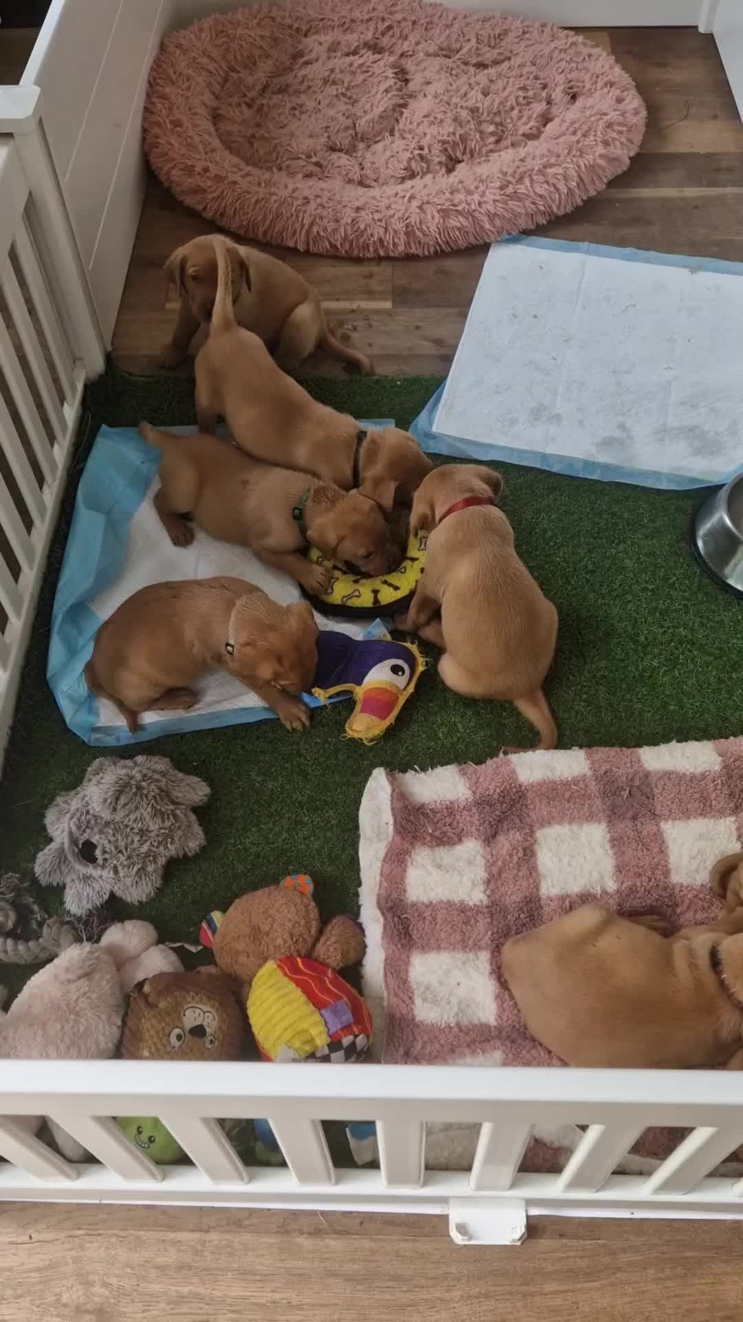 Labrador Retriever dogs for sale: Adorable 8 Puppies FOX RED Labrador, KC registered - Video 4