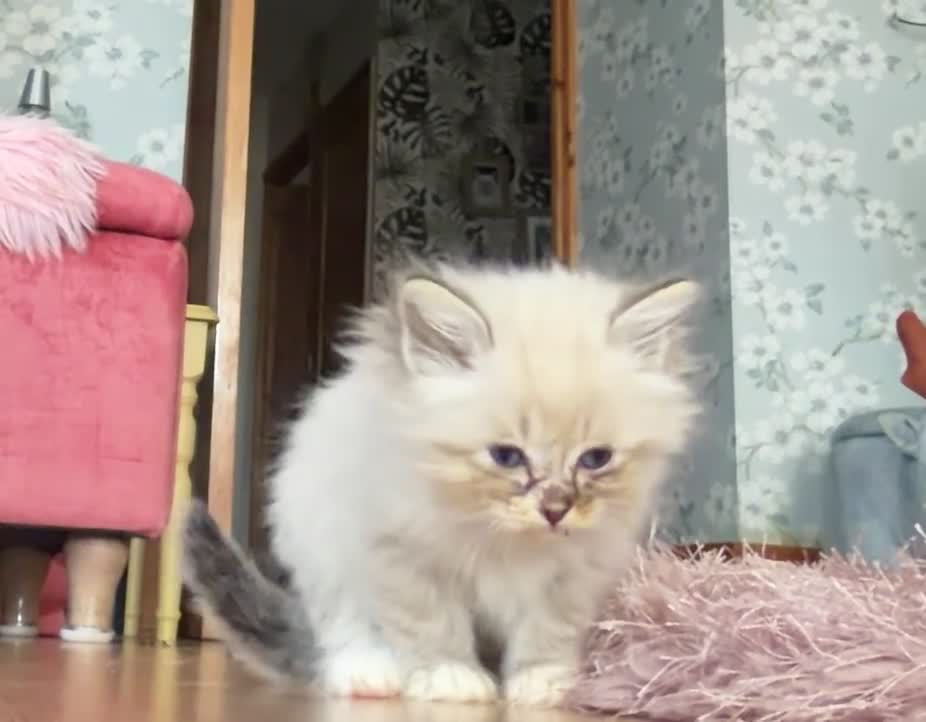 Mixed Breed cats for sale: Scottish Fold/Ragdoll in Colchester - Video 4