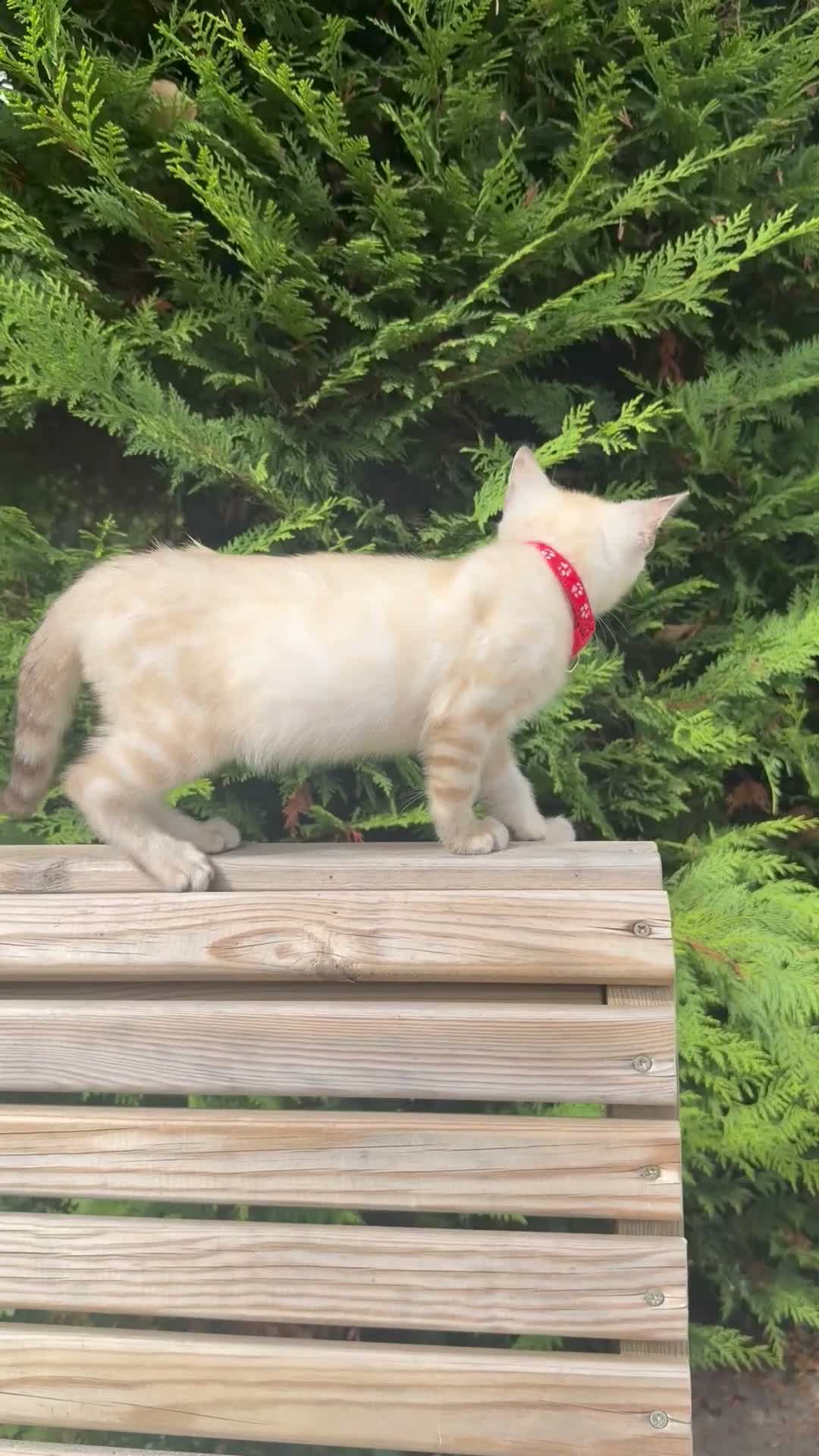 Bengal cats for sale: Nala’s Bengal kitten ready for new home  in Pinner - Video 3