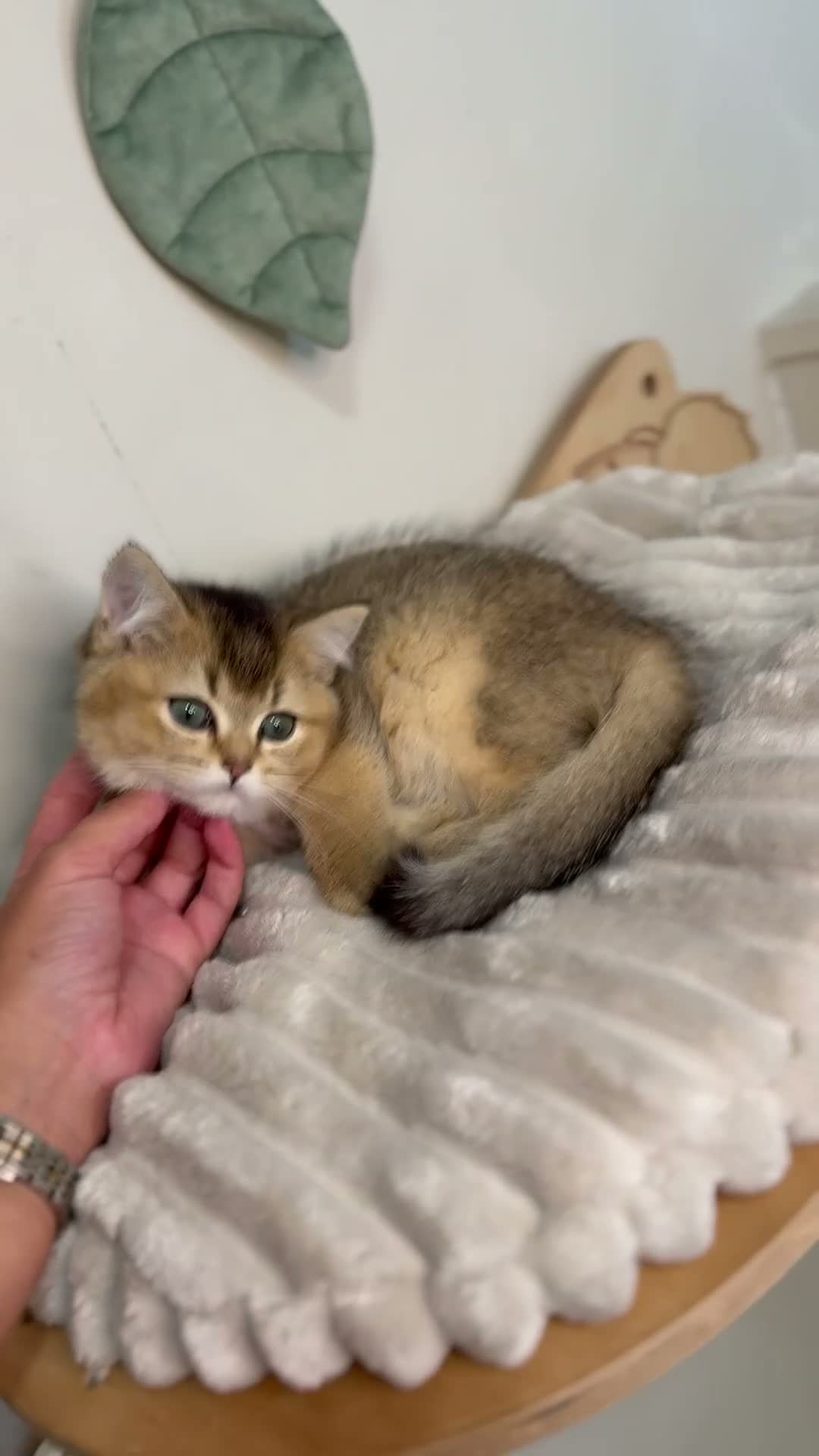British Shorthair cats for sale: Vet bred Teddybear Lap cats GCCF - Video 4