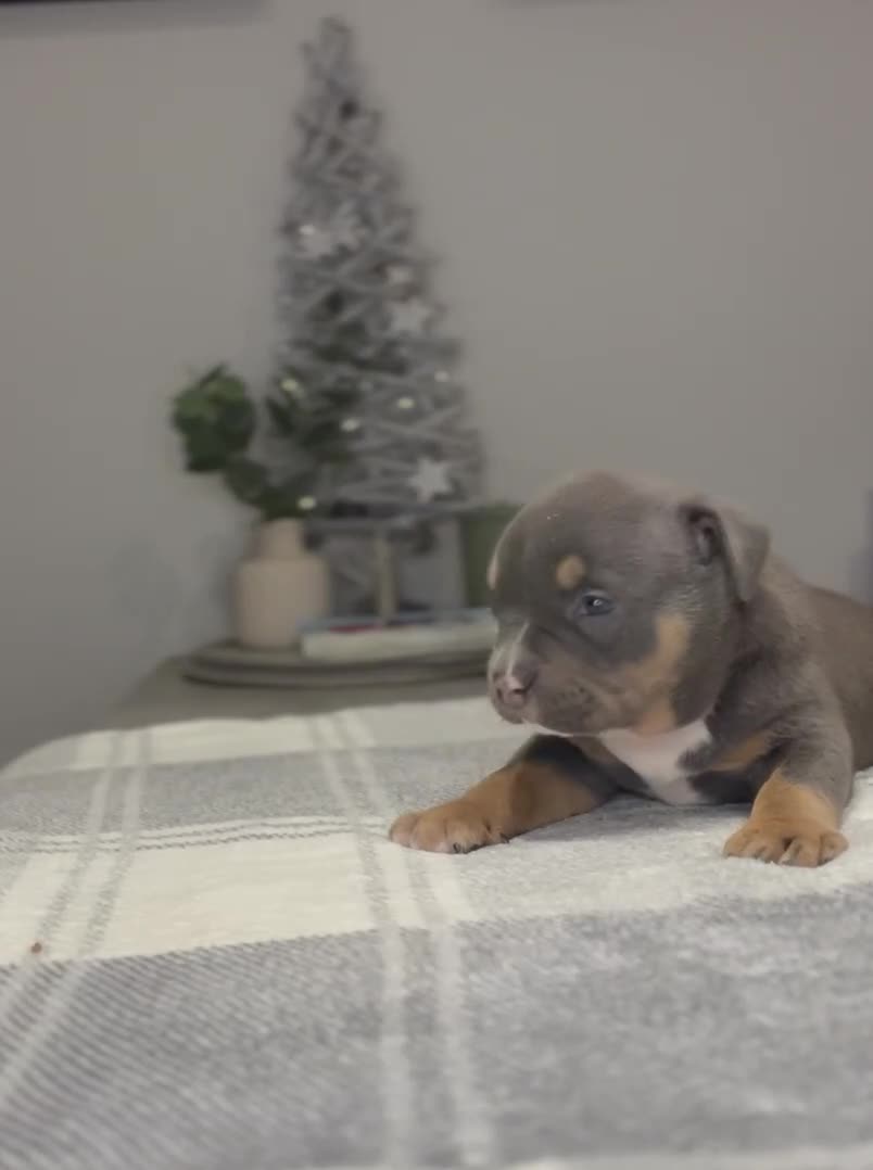 American Bully dogs for sale: 3 Quality American Pocket Bullies - Video 3