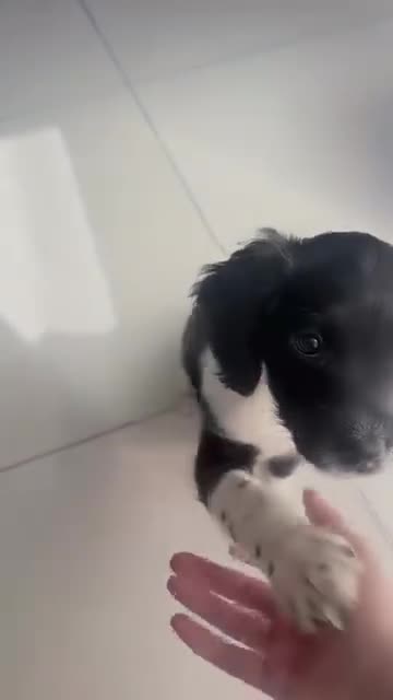 English Springer Spaniel dogs for sale: 10 week old Springer Spaniel Male in Nottingham - Video 1