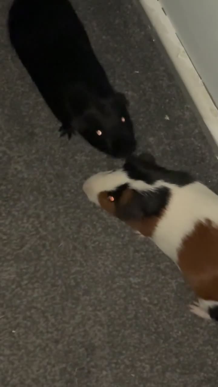 Guinea Pig rodents for sale: Two brother guinea pigs  - Video 2