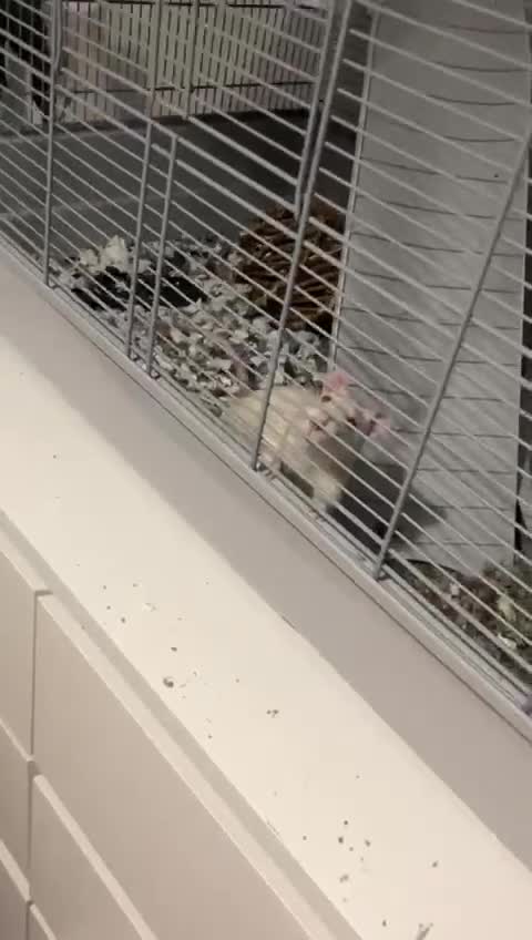 Rat rodents for sale: two baby boy rats plus cage and all equipment etc - Video 1