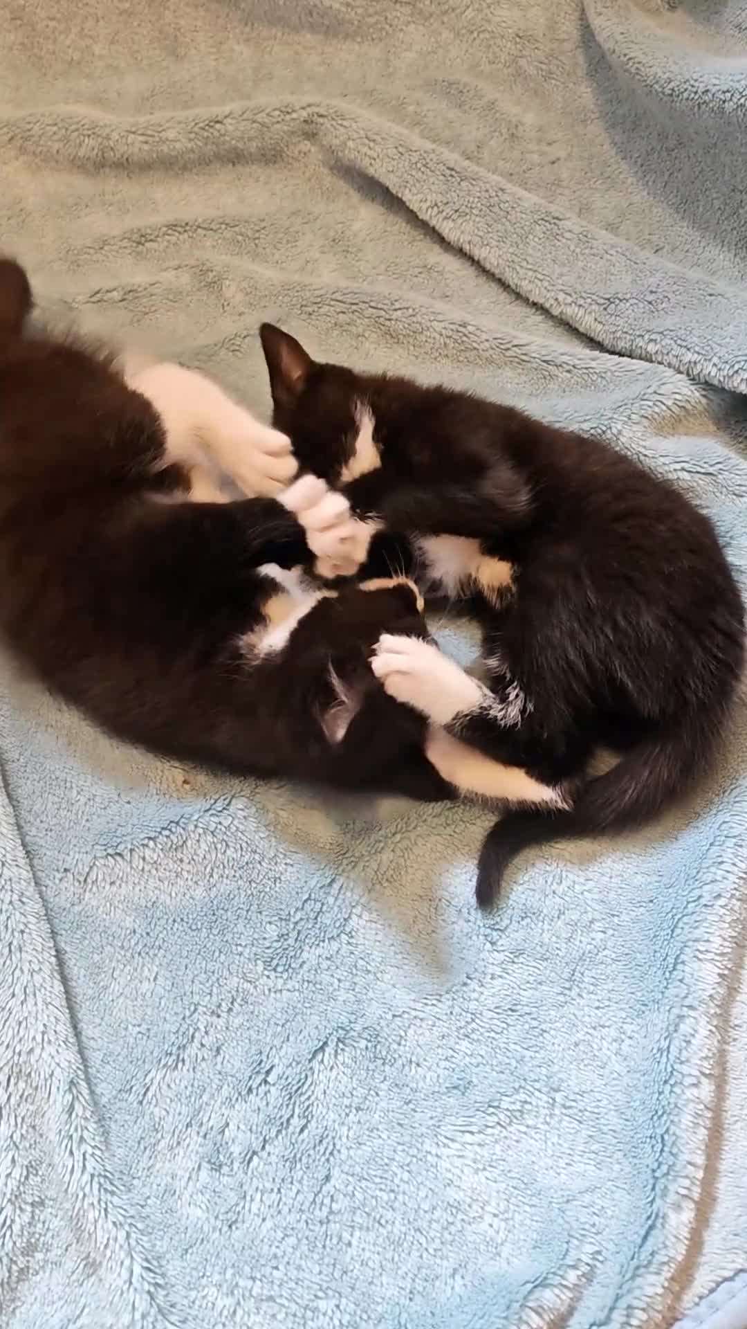 Mixed Breed cats for sale: MALE KITTENS VIDEOS - Video 1