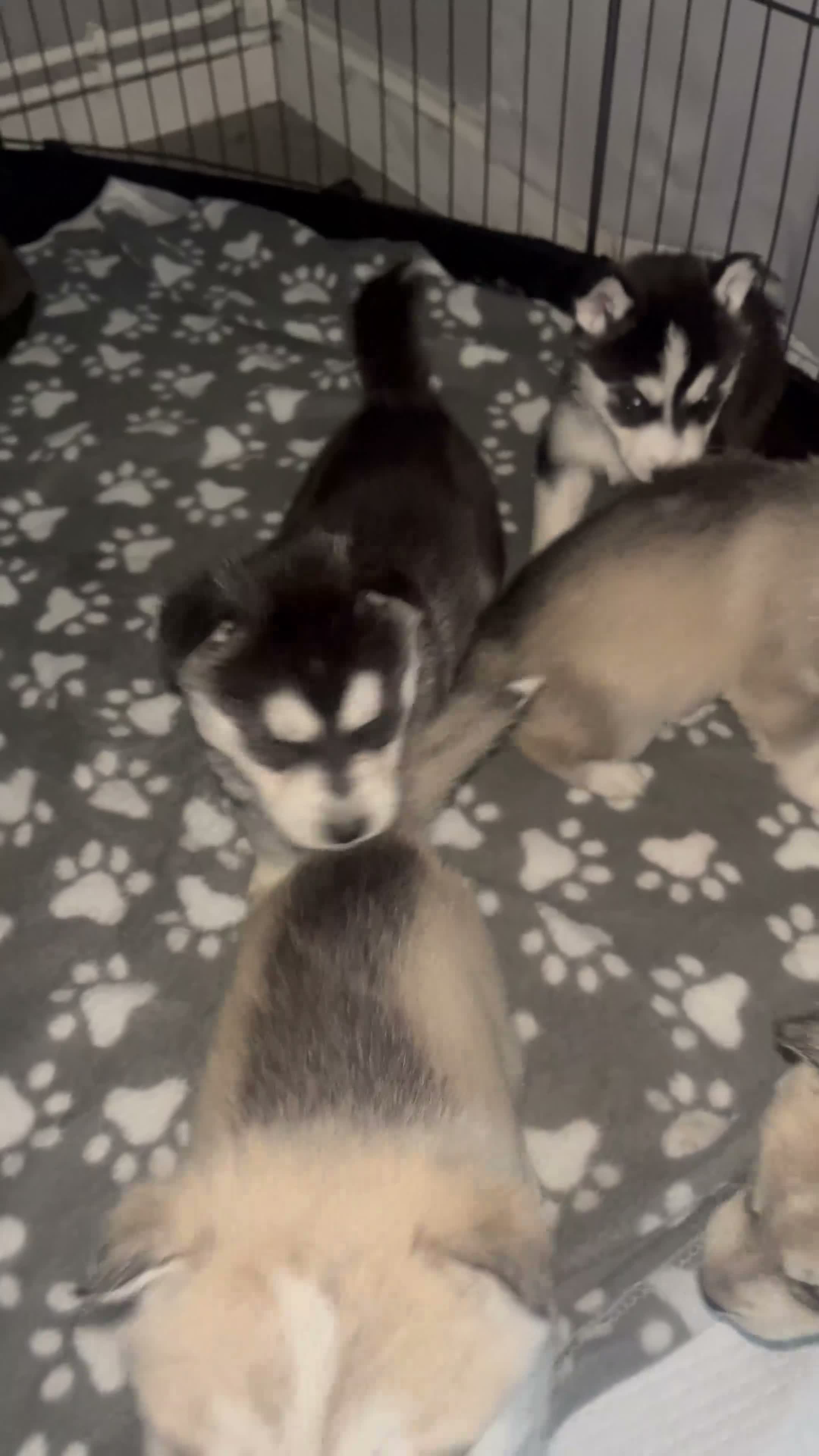 Siberian Husky dogs for sale: 8 Siberian Husky pups - Video 1