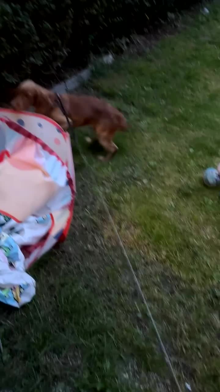 Cocker Spaniel dogs for sale: Cocker spaniel - Video 1