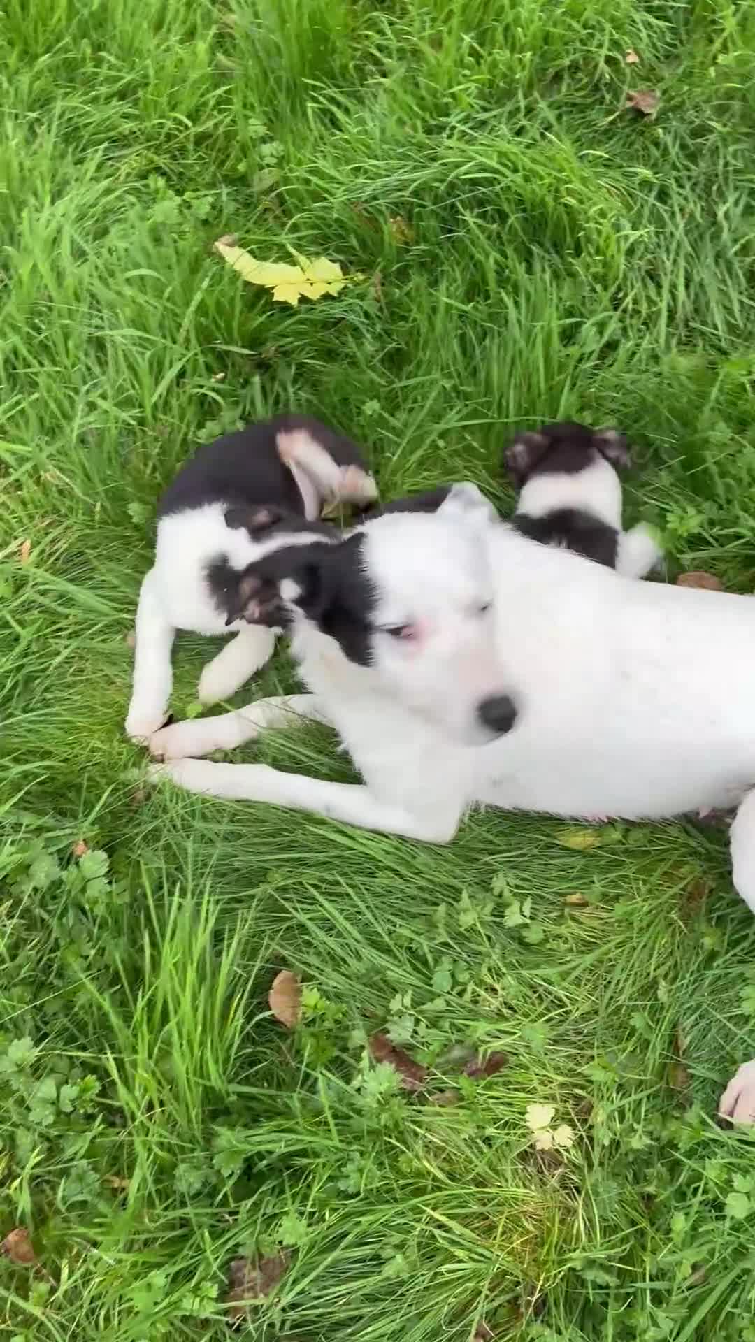 Border Collie dogs for sale: 3 beautifull girls, ready for new homes - Video 1