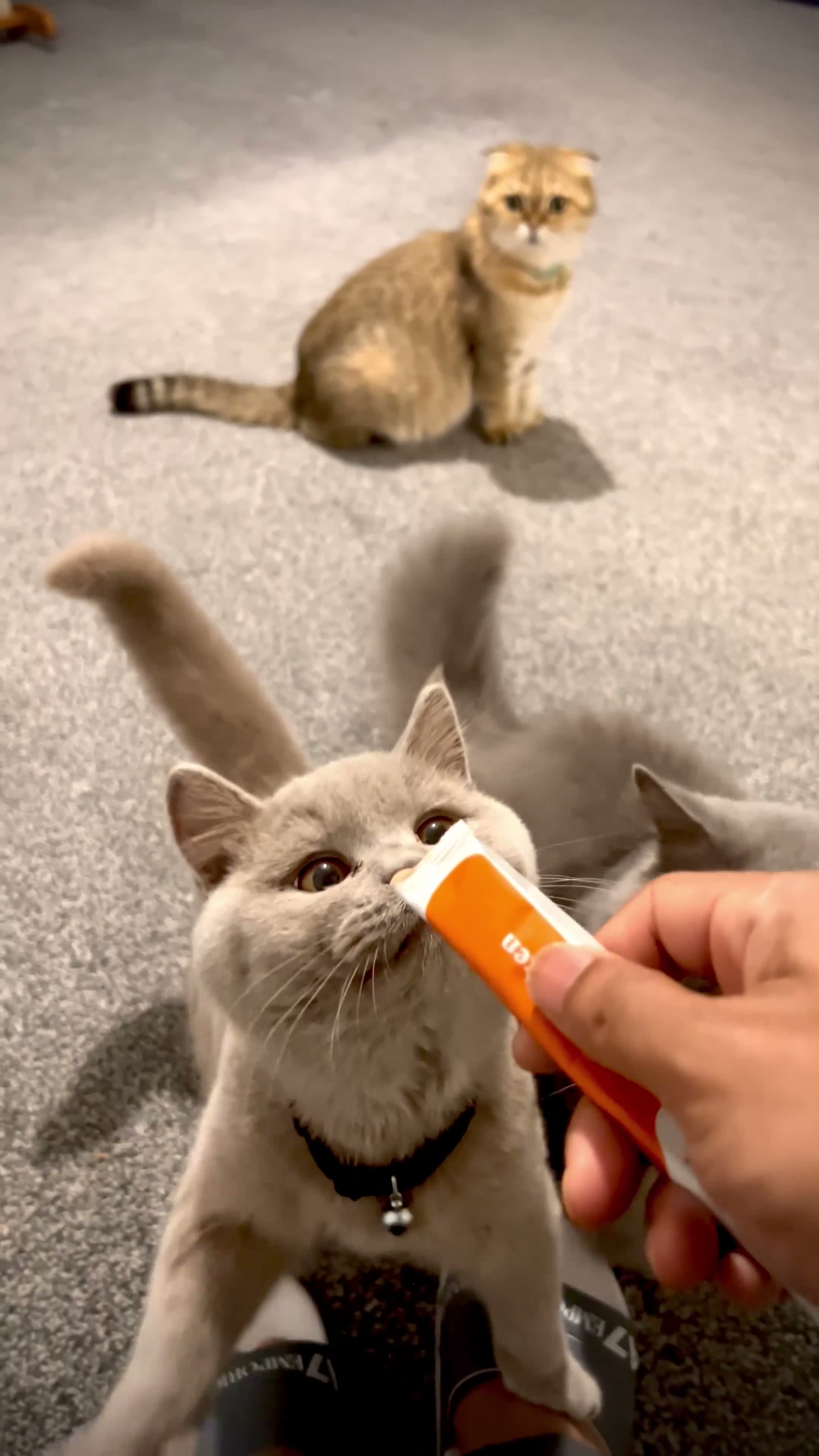 British Shorthair cats for sale: BSH Lailac - 7 more months old ready to rehome - Video 1