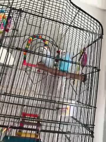 Budgerigars birds for sale: 2 budgies boy and girl for sale  - Video 1