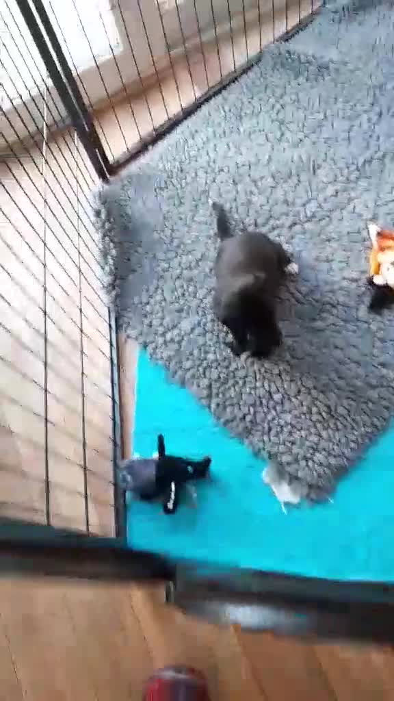 Whippet dogs for sale: Beautiful blue whippet puppy - Video 4