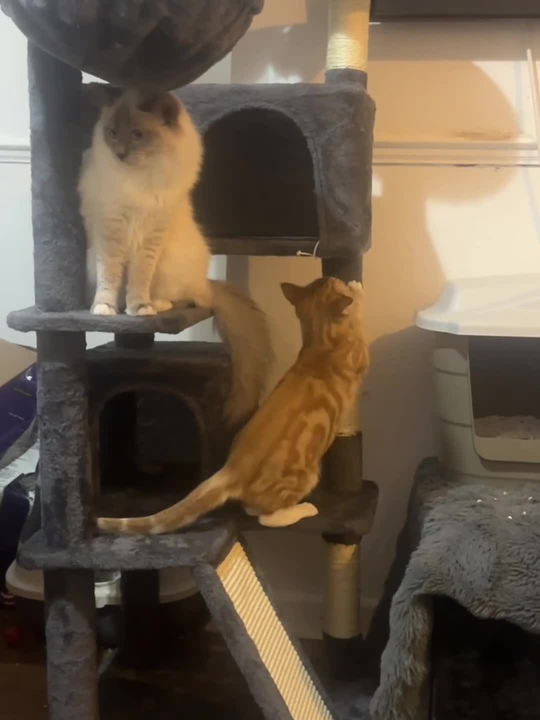 Bengal cats for sale: Male  bengal cross ragdoll - Video 1