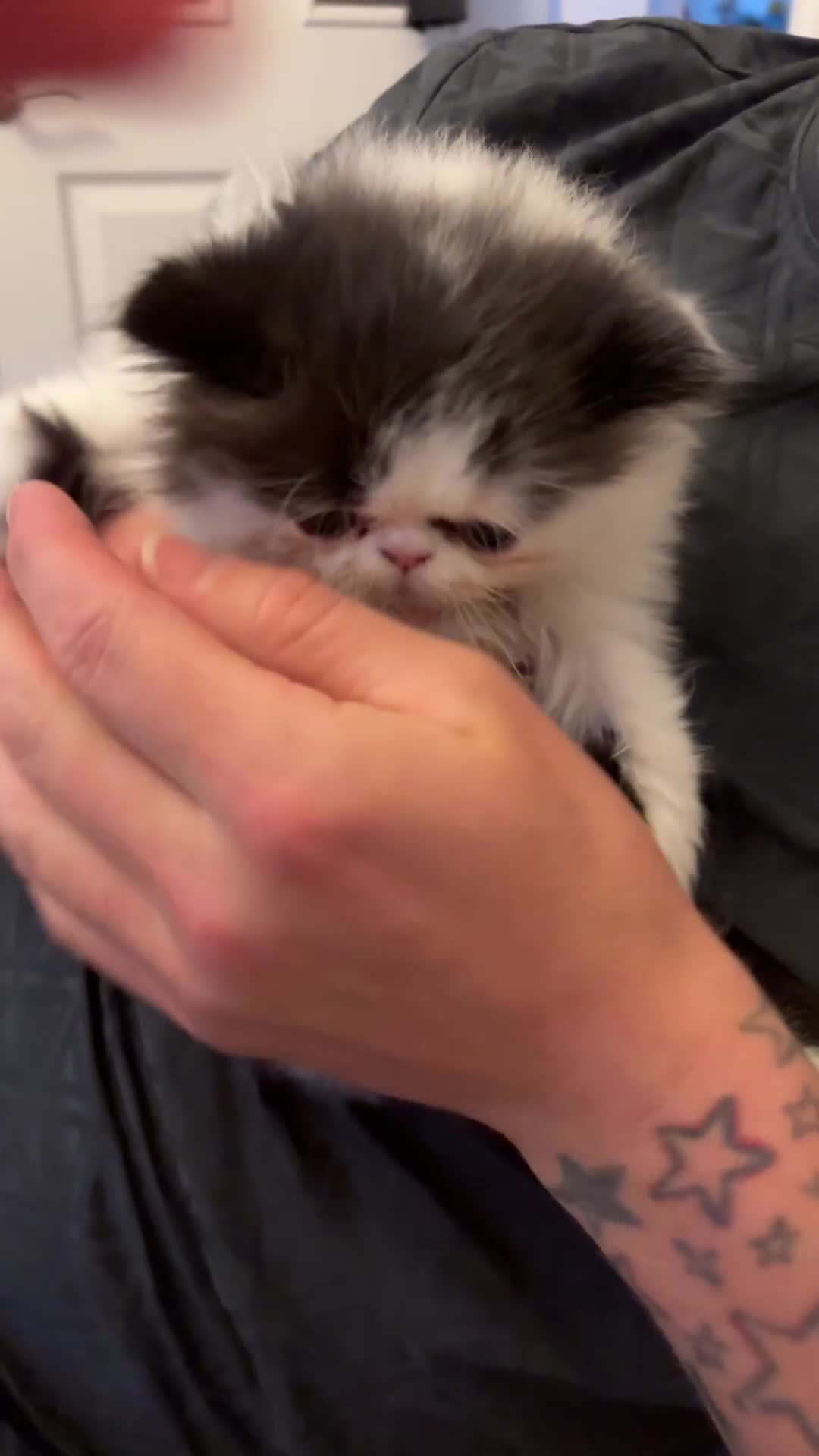 Persian cats for sale: 💖💖🐈💙💙 Persian kittens 💙💙🐈‍⬛💖💖 - Video 3