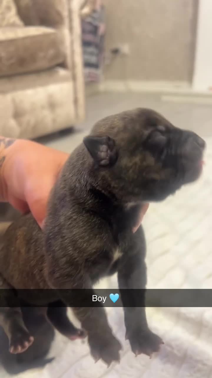 Mixed Breed dogs for sale: Bull greyhound  - Video 3