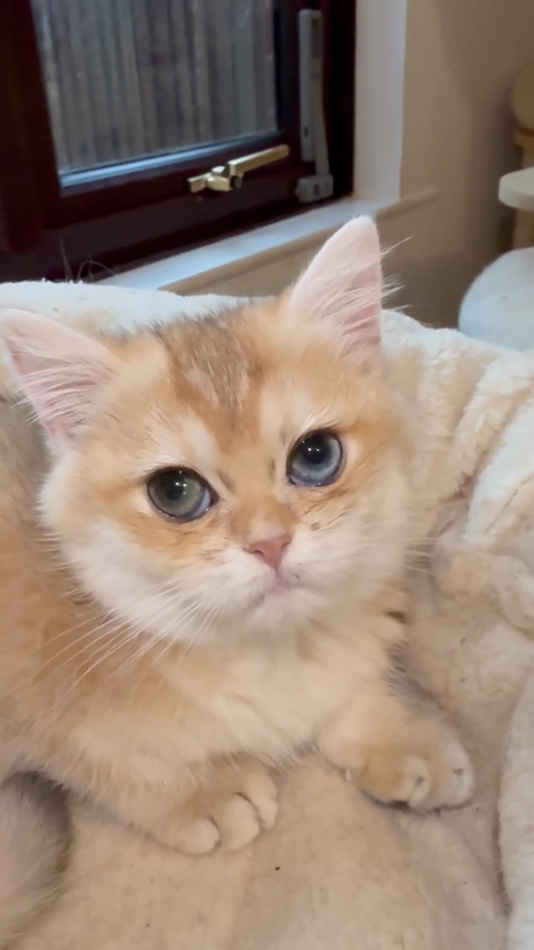 British Shorthair cats for sale: GCCF reg BSH Last Chocolate Golden Odd Eyes Female - Video 1