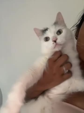 British Longhair cats for sale: Mother and daughter looking for forever home  - Video 1