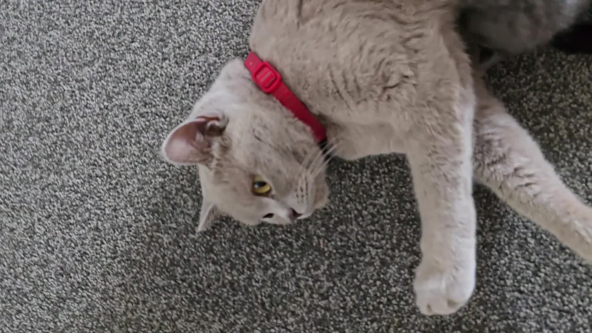 British Shorthair cats for sale: Adorable British Shorthair Kittens  - Video 3