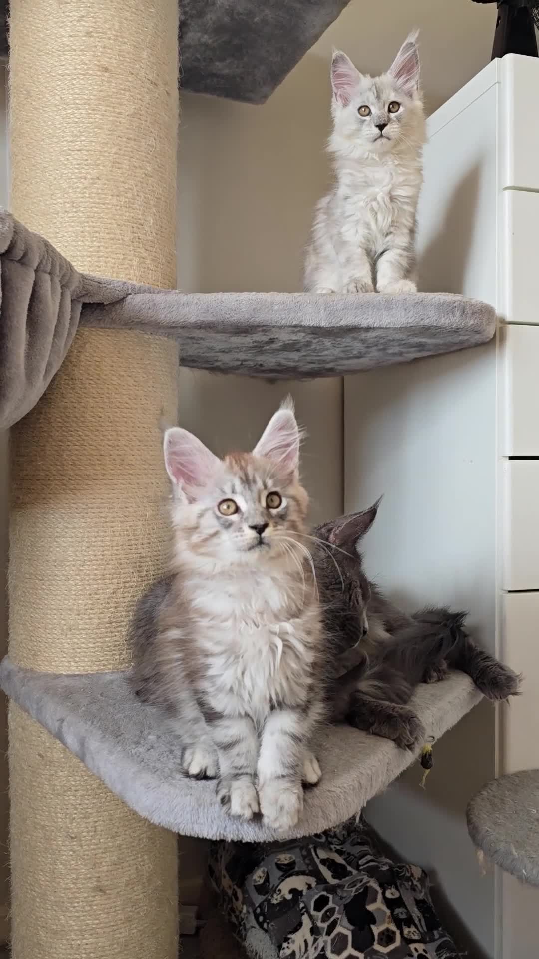 Maine Coon cats for sale: Maine Coon kittens  - Video 3