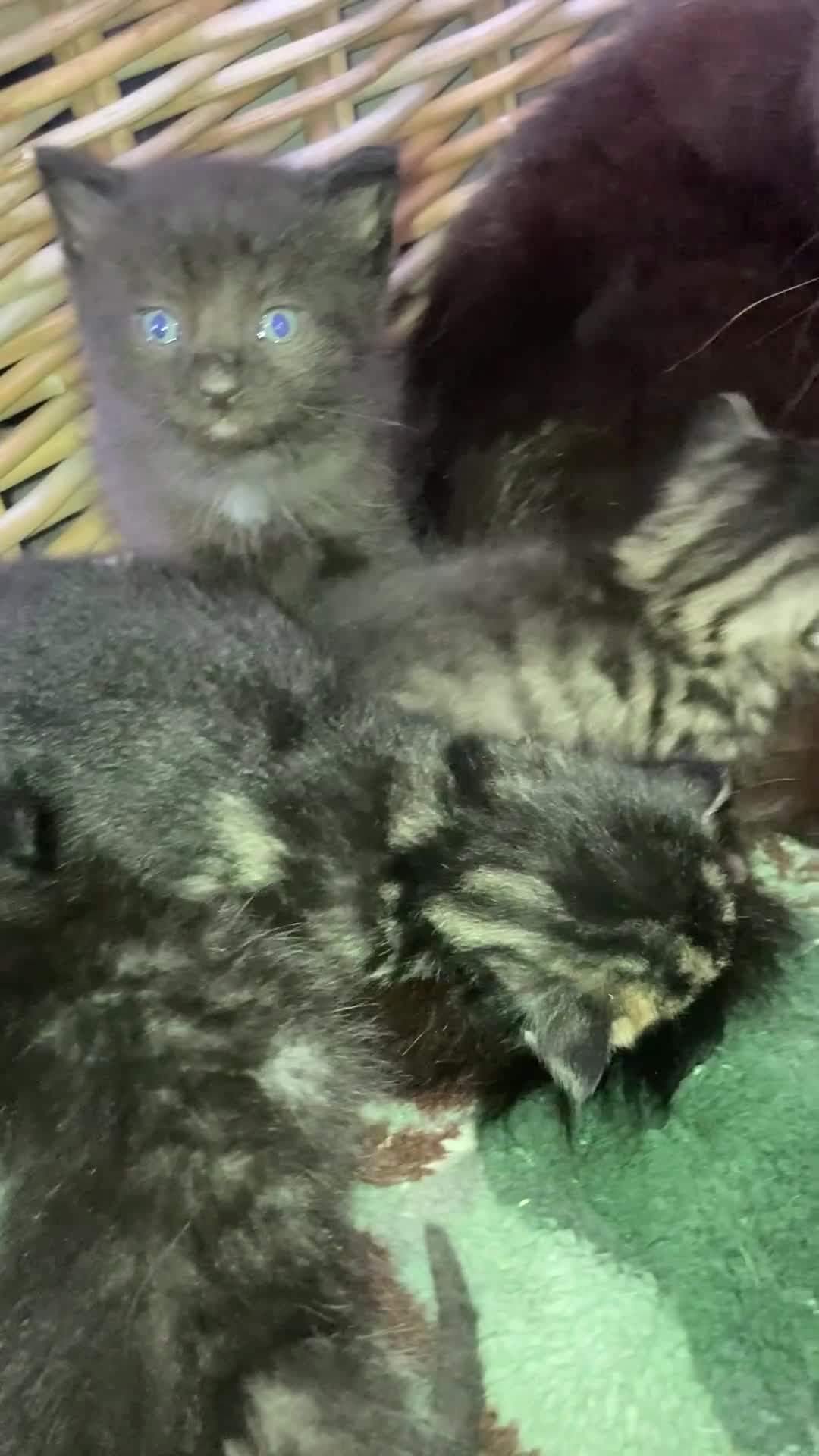 Mixed Breed cats for sale: Beautiful family friendly kittens - Video 3