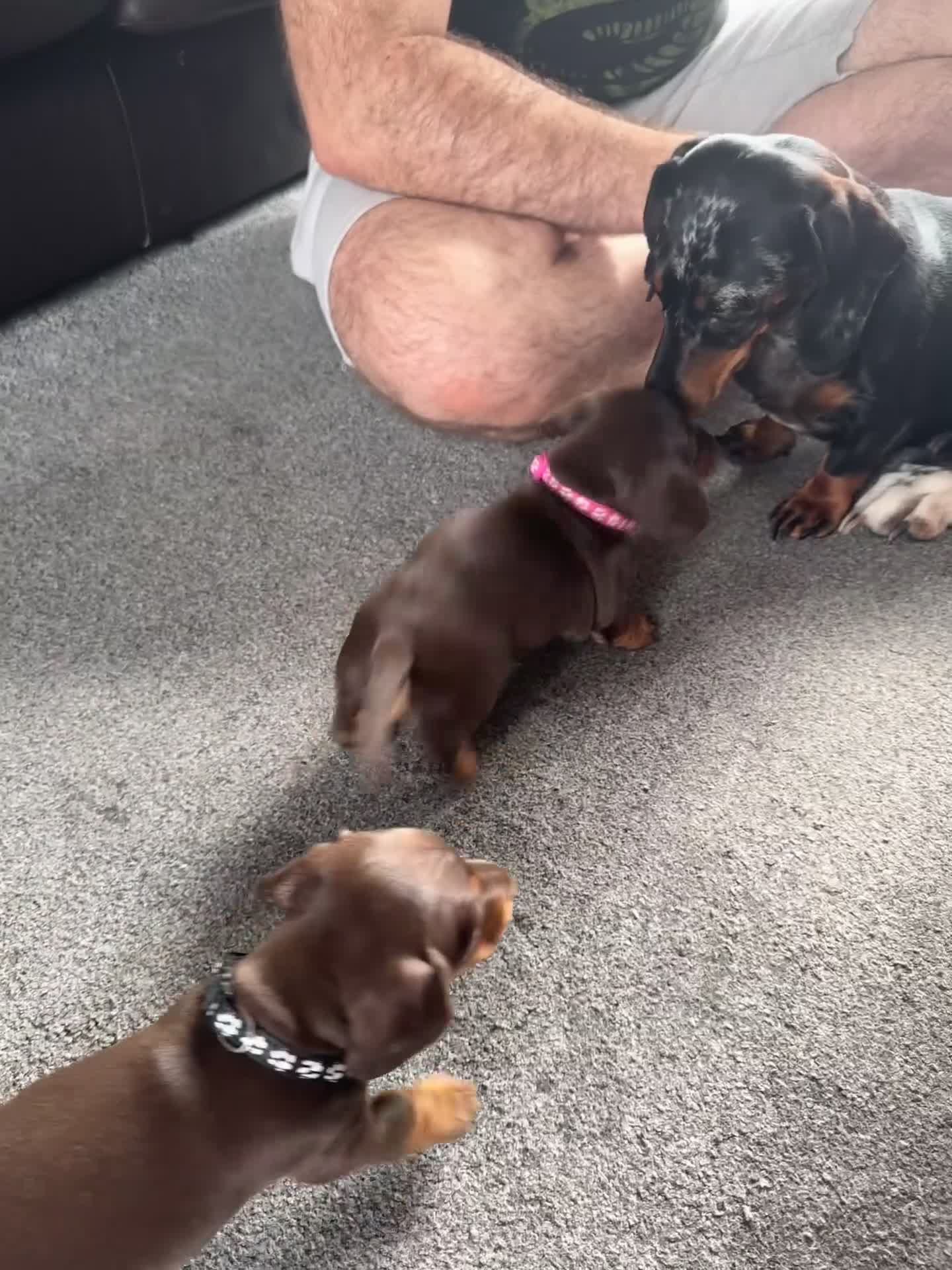 Miniature Dachshund dogs for sale: Smooth haired Miniature dachshund - Video 1