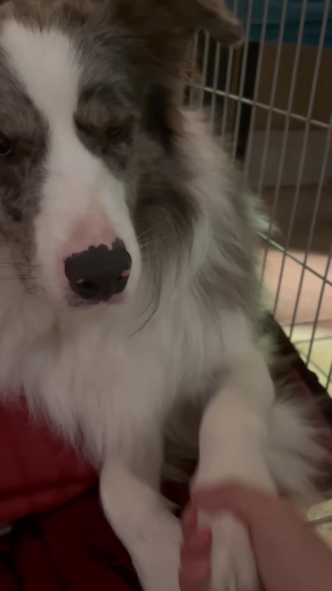 Border Collie dogs for sale: Lucky - The most smartest and CUTEST dog ever!!  - Video 1