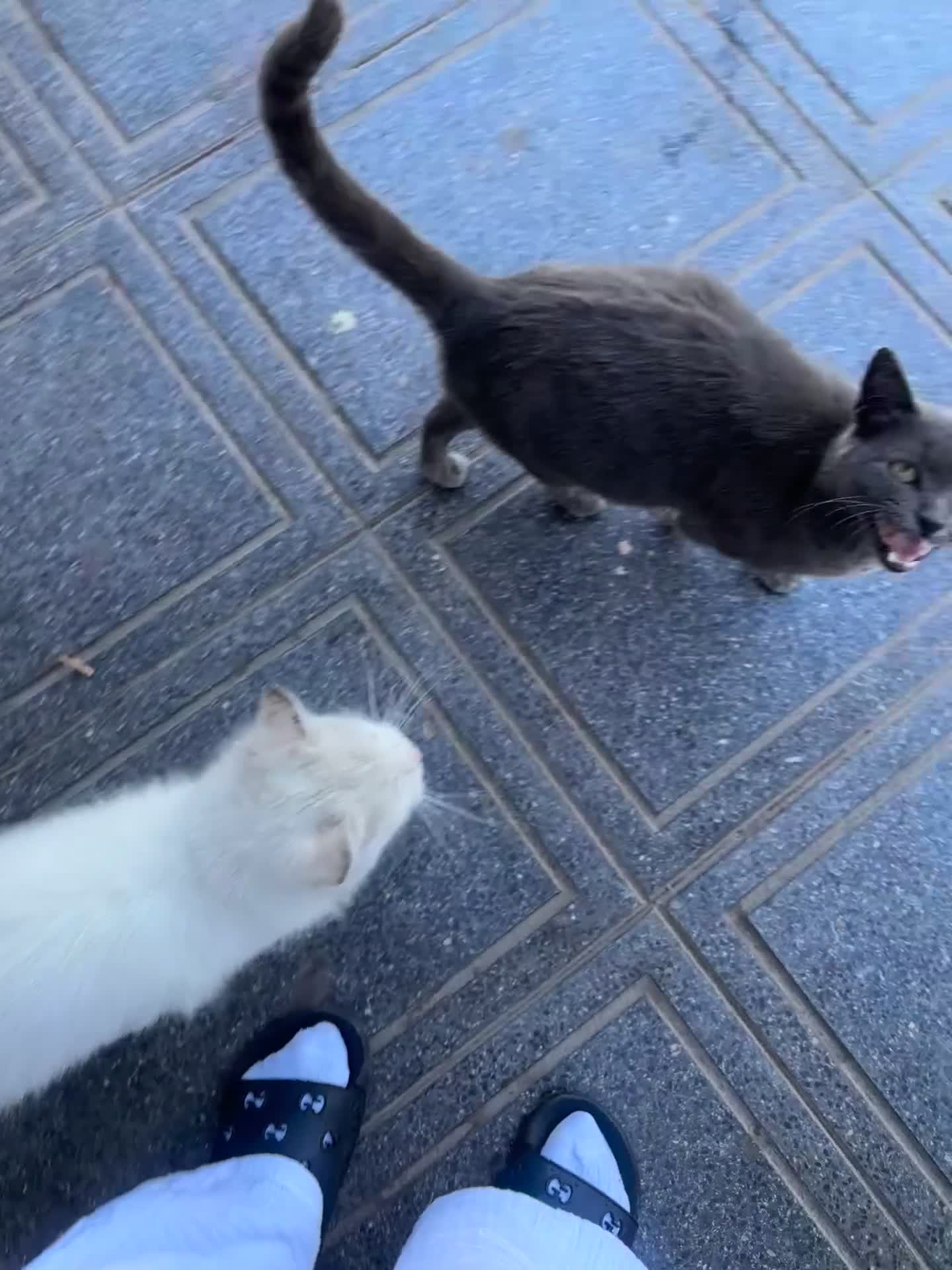 Mixed Breed cats for sale: Kittens  - Video 1