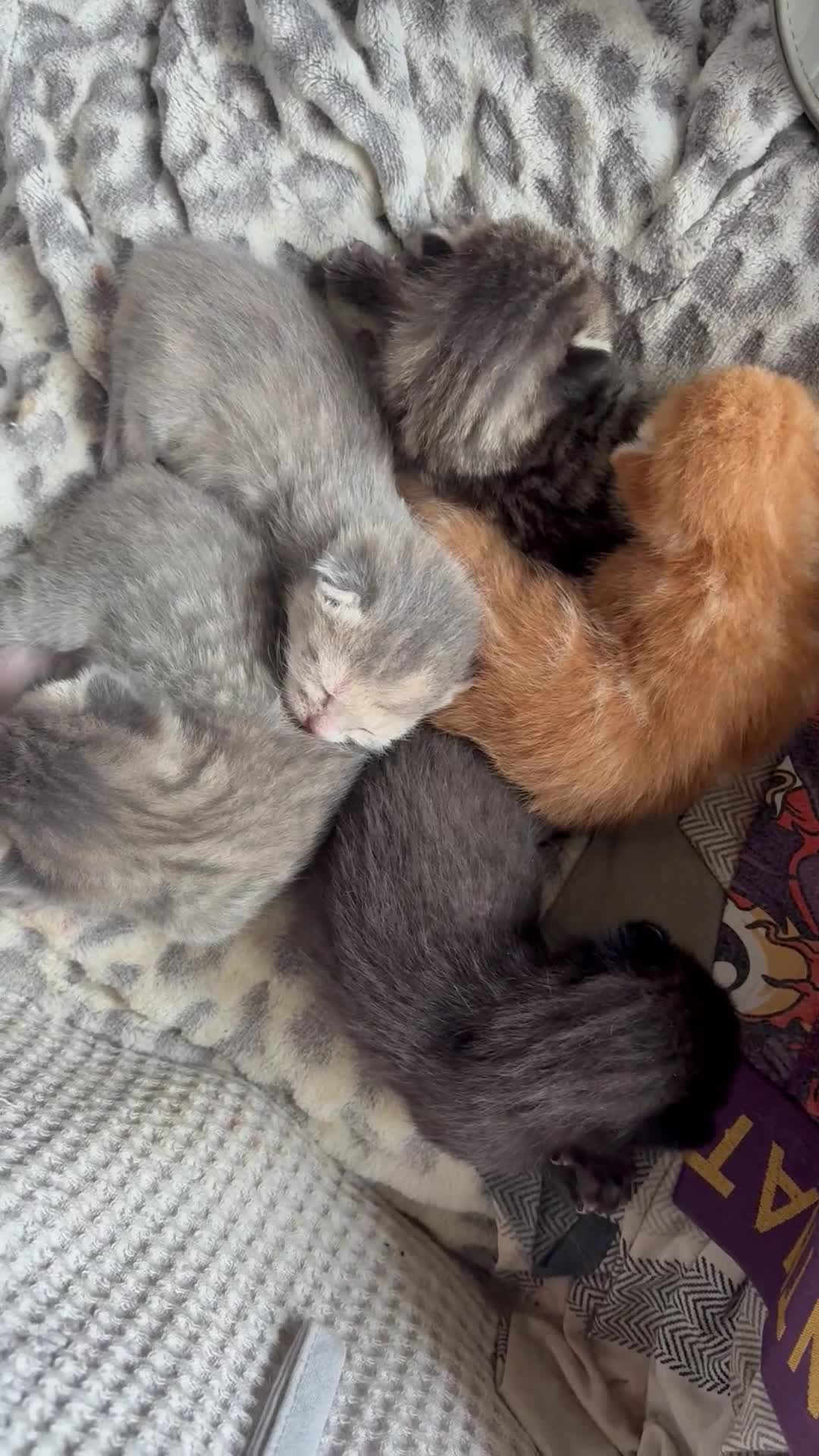 British Shorthair cats for sale: 4 beautiful kittens for sale - Video 1