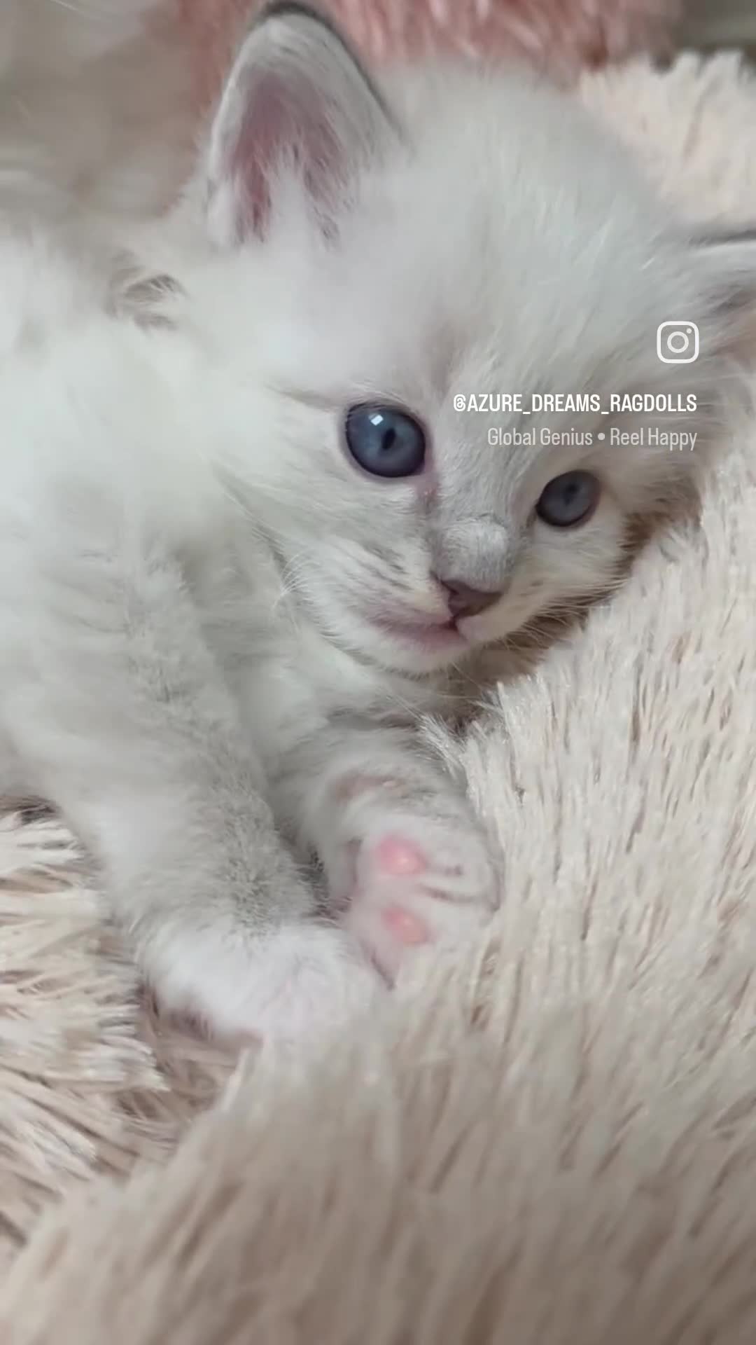 Ragdoll cats for sale: 😻Beautiful GCCF Registered Ragdoll Kittens😻 - Video 1