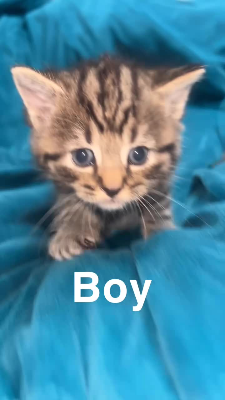 Mixed Breed cats for sale: 5 gorgeous kittens for reservation  - Video 3